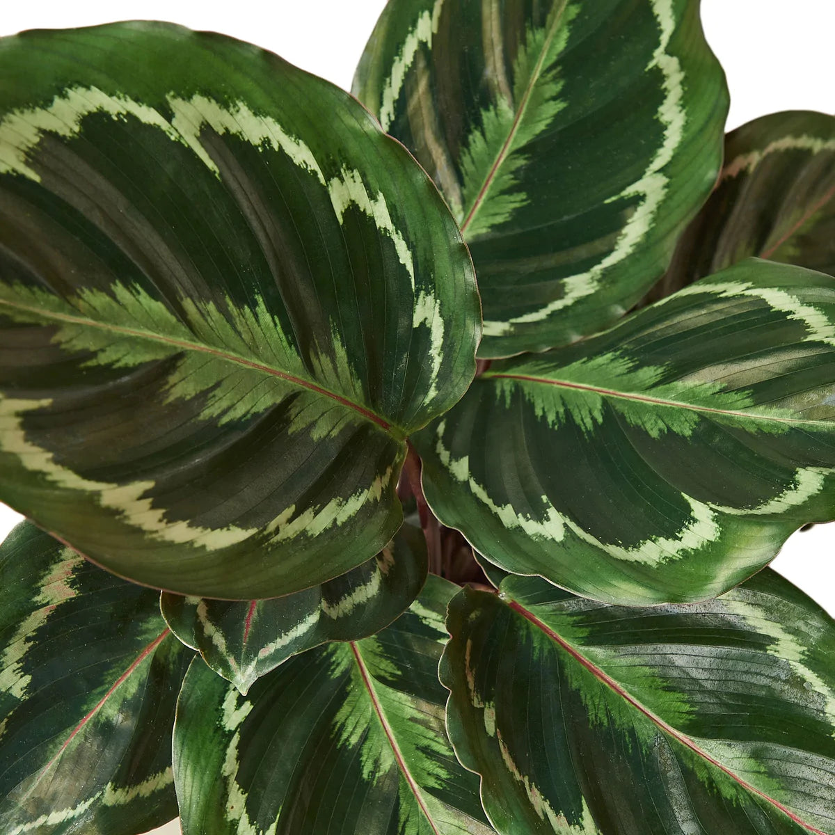 Calathea Roseopicta 'Medallion' Care Guide