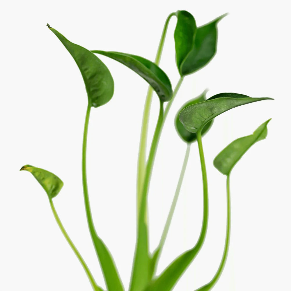 best potting soil for philodendron birkin Variegated Philodendron 'Birkin' : Tropical Live Plant - Great for  Beginners - (6” Pot) – Unlimited Variegation - Easy Plant Care