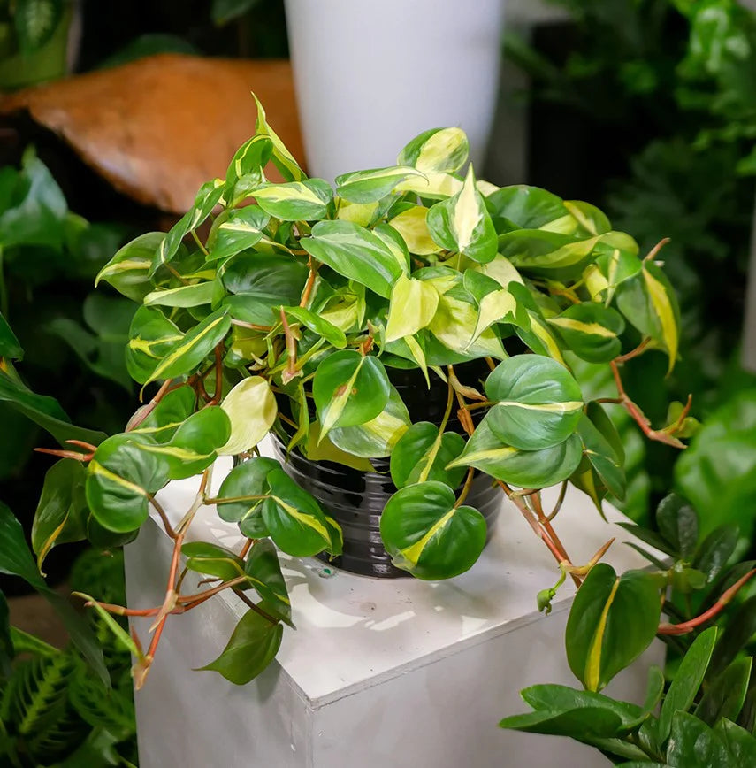 Philodendron 'Brasil' Care Guide