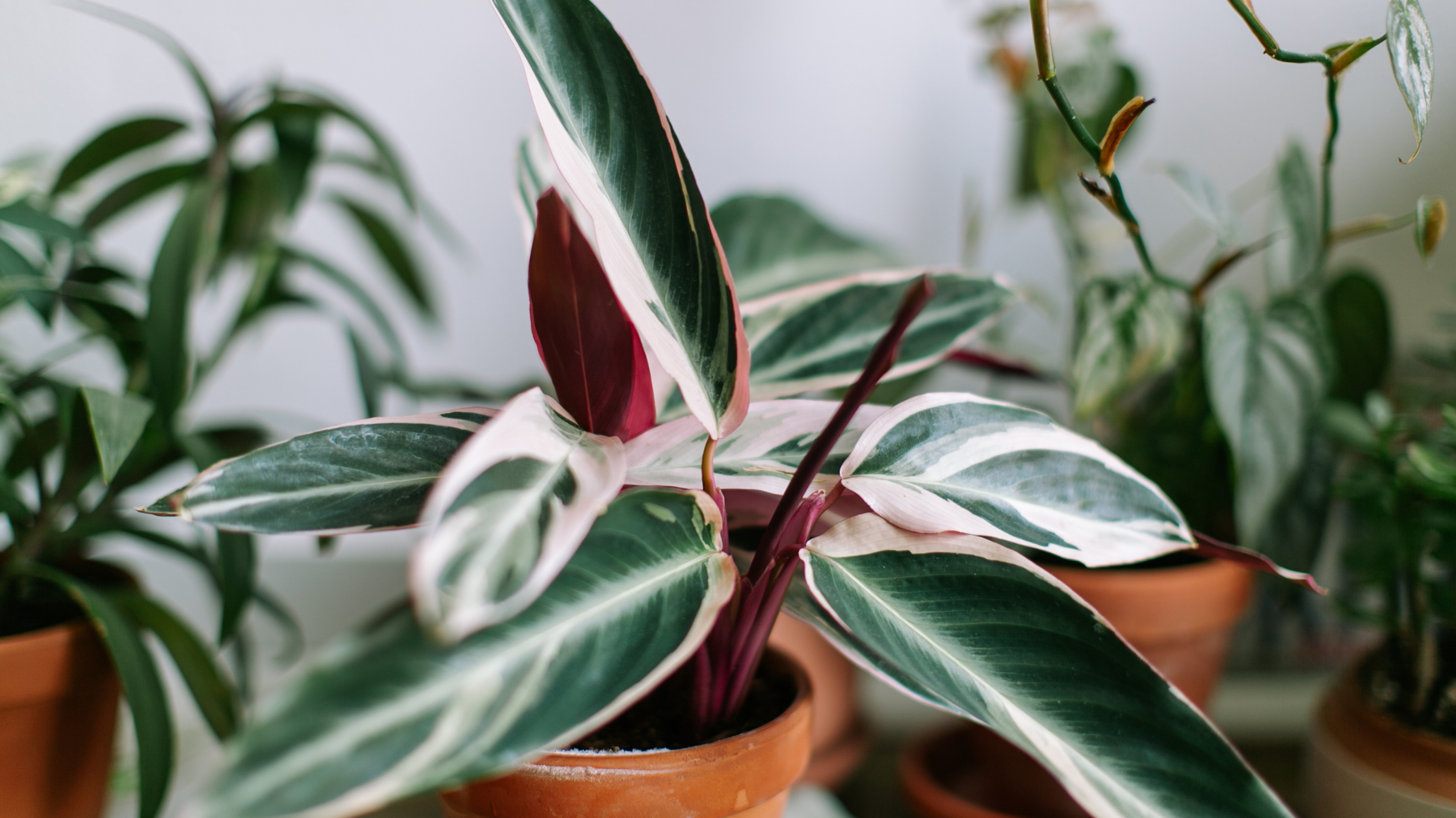 How To Prepare Your Plants For The Colder Weather | Winter Plant Care