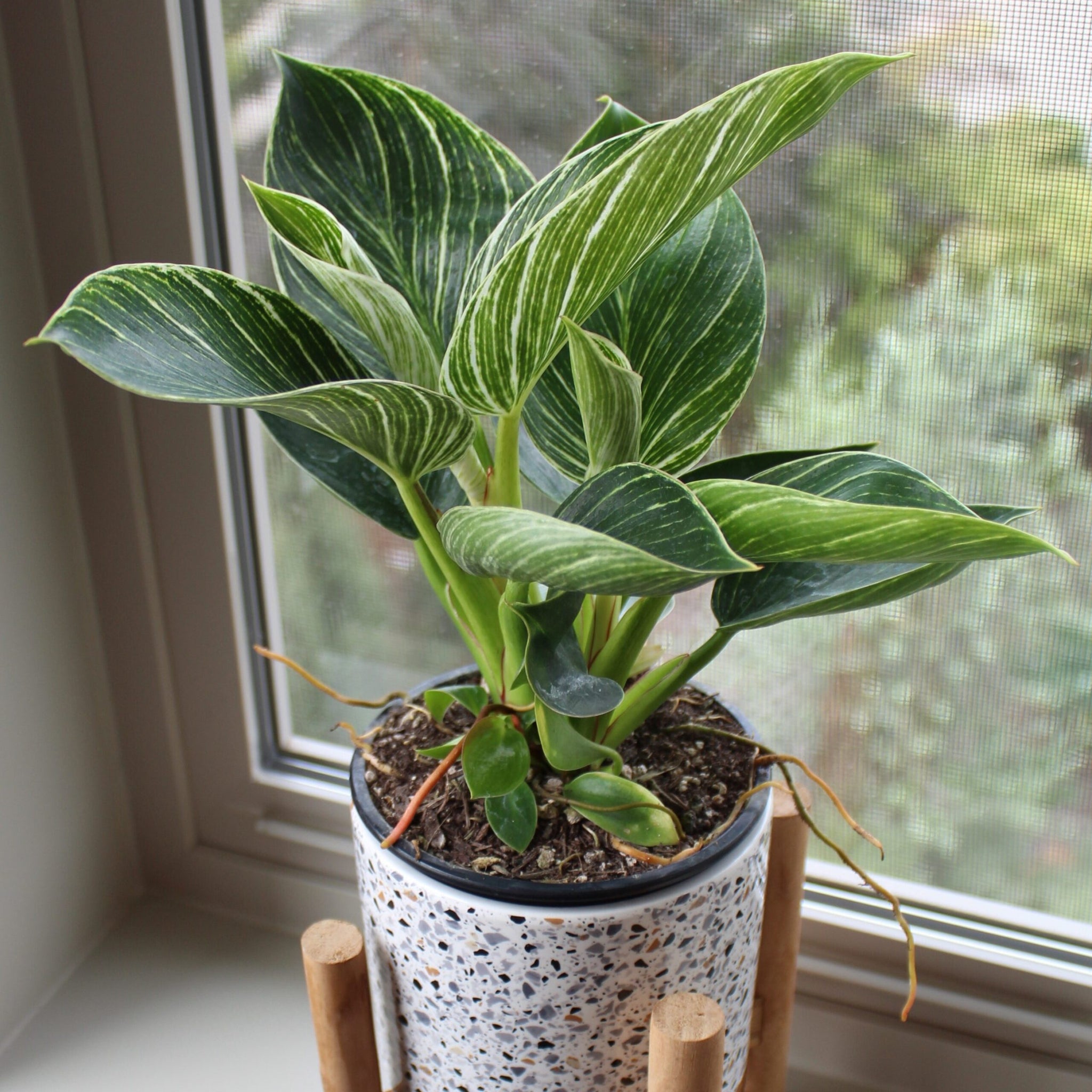 black alocasia plant Alocasia Black Velvet main image 0