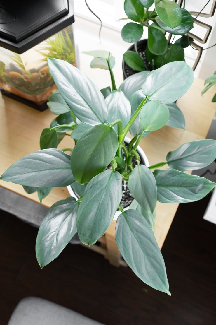 white birkin philodendron Birkin Philodendron main image 0