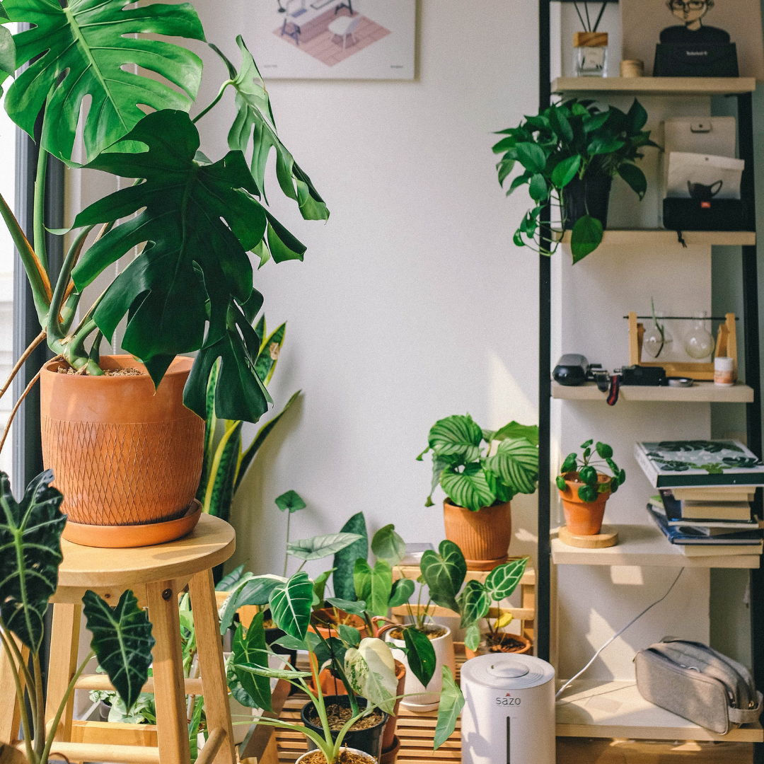 Tips to Help You Buy Plants Online