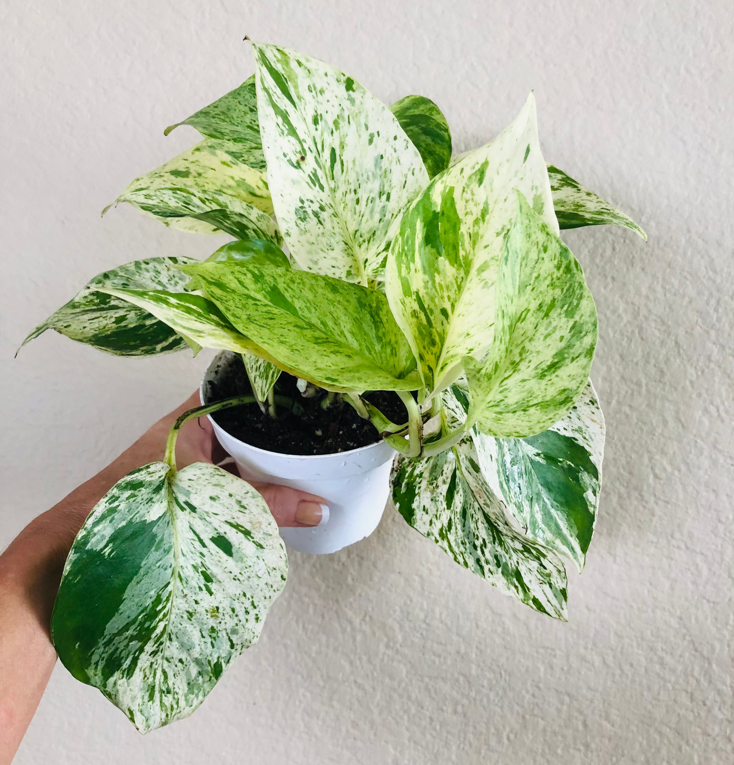 Pothos 'Marble Queen' | ‘Snow Queen’