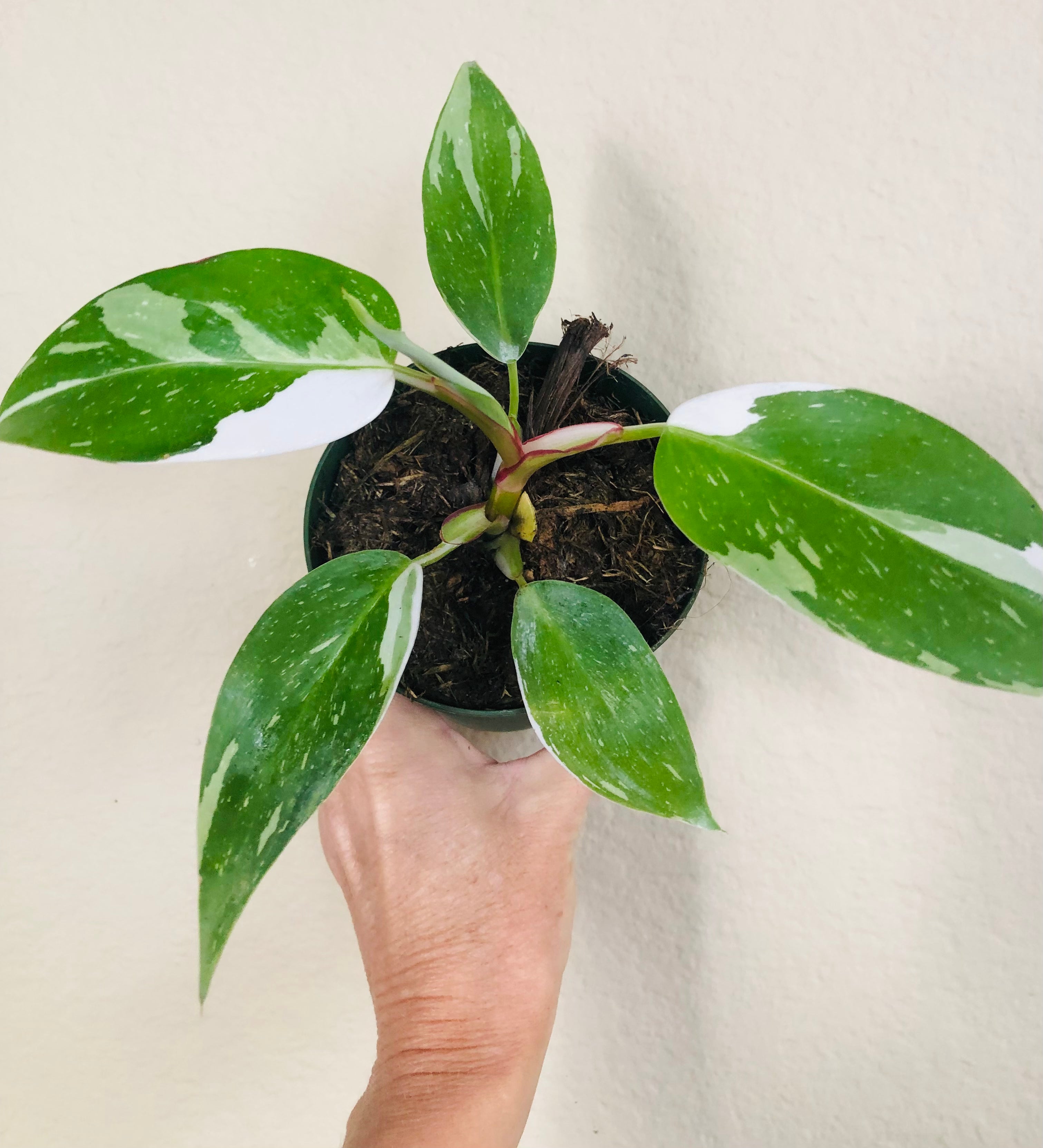 Philodendron 'White Princess'