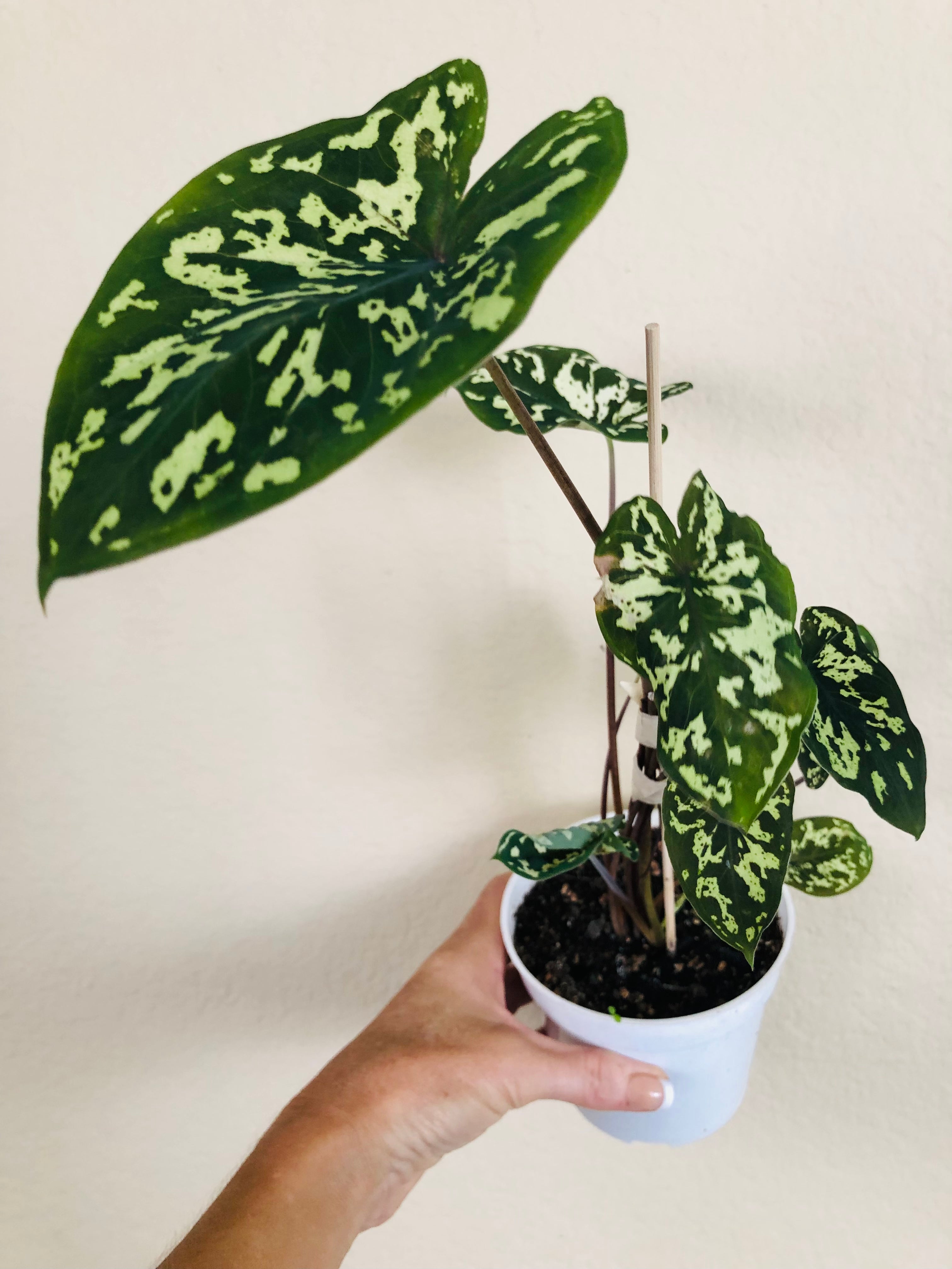 Alocasia Hilo Beauty