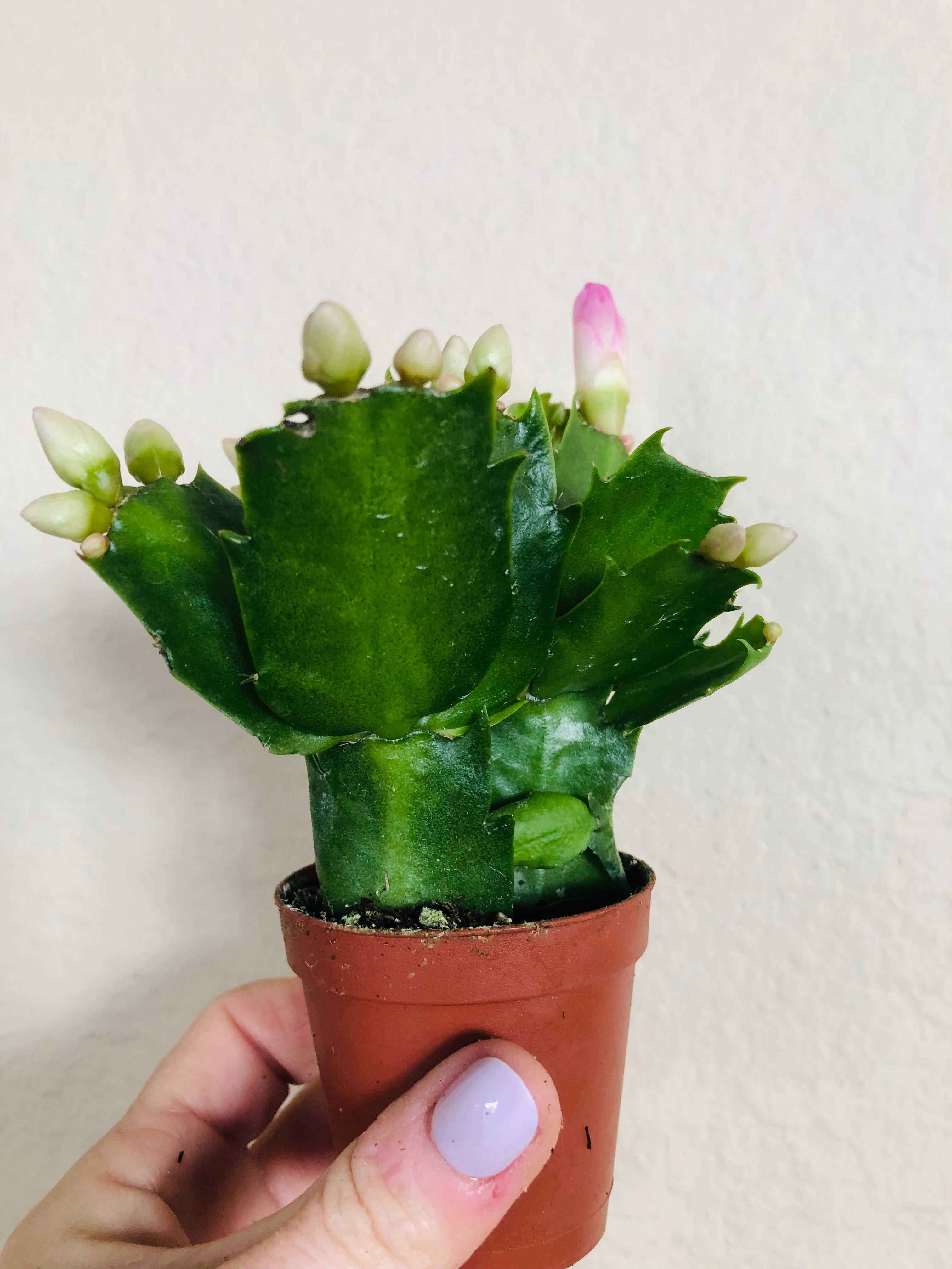 Holiday Cactus