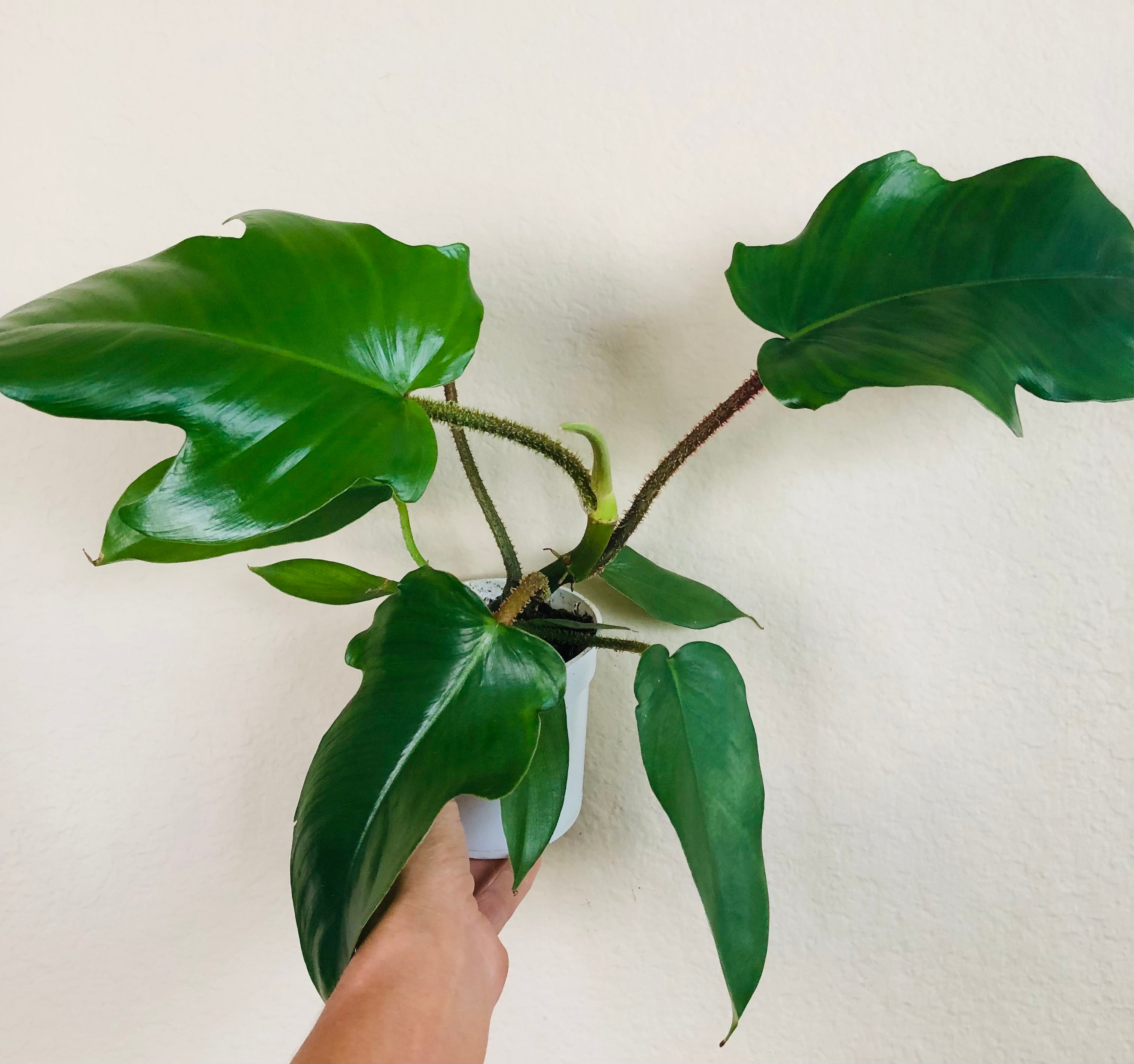 Philodendron 'Fuzzy Petiole'