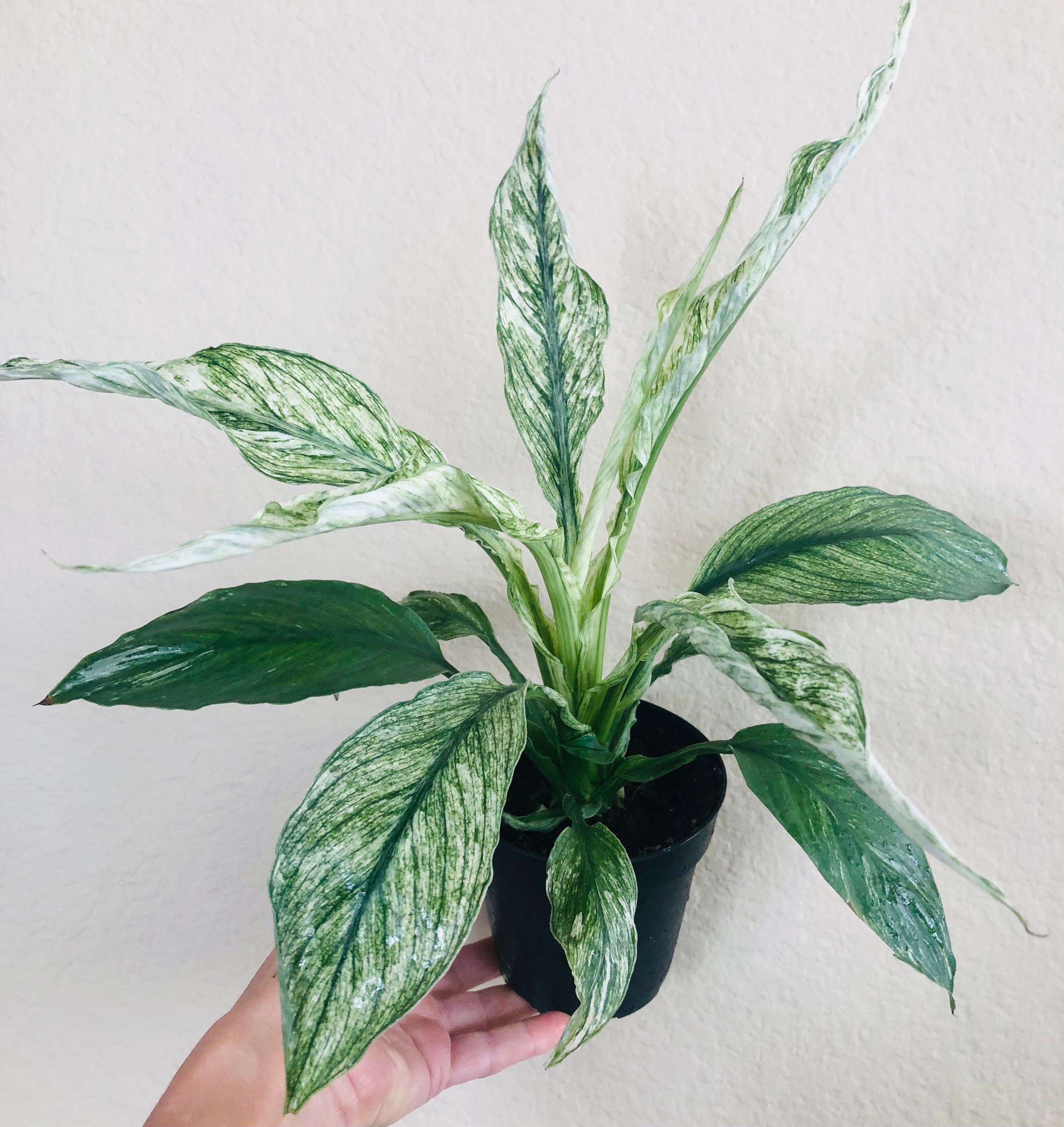 Spathiphyllum ‘Variegated’ | Peace Lily