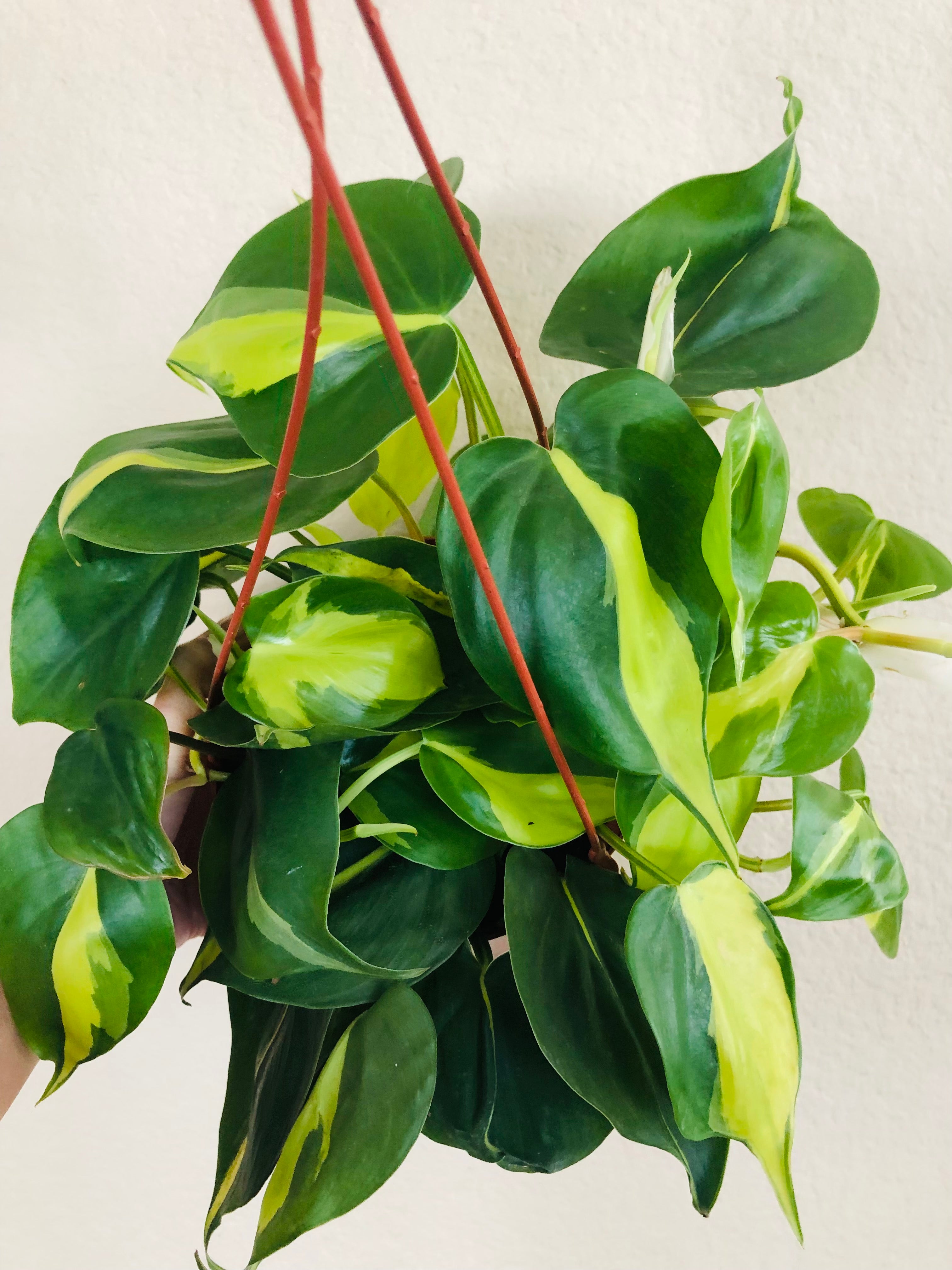 Philodendron 'Brasil'