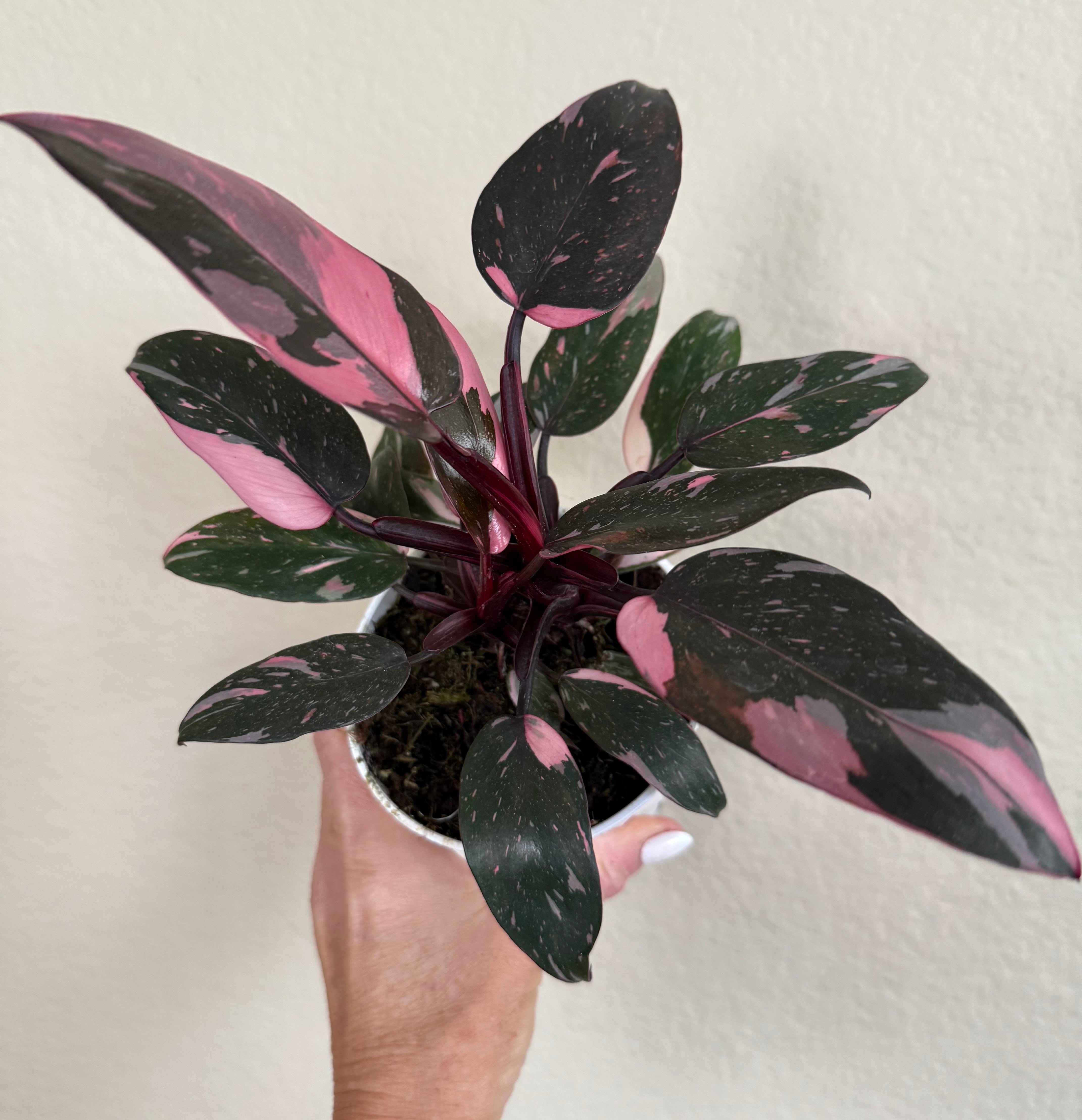 Philodendron 'Pink Princess'