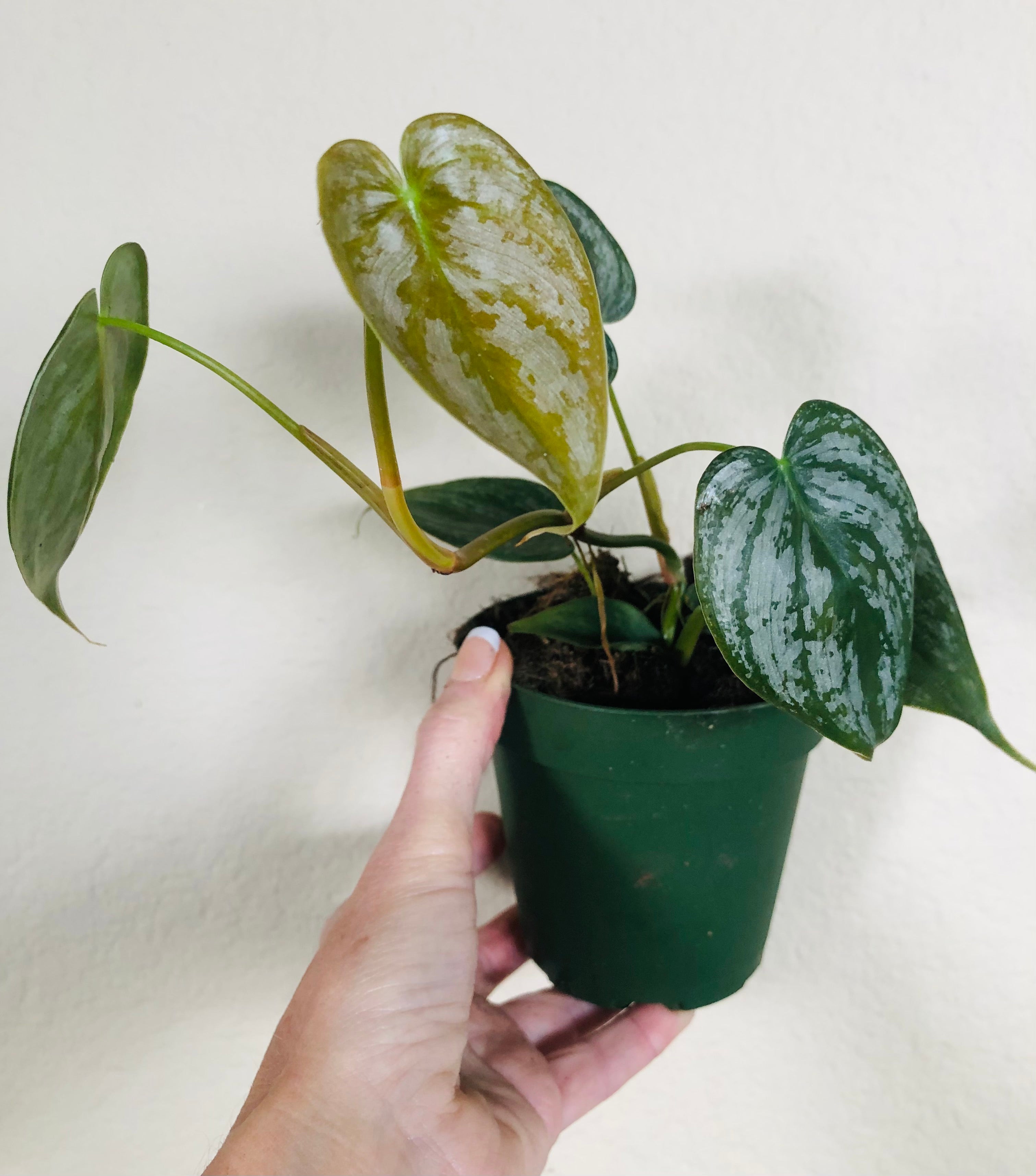 Philodendron Sodiroi