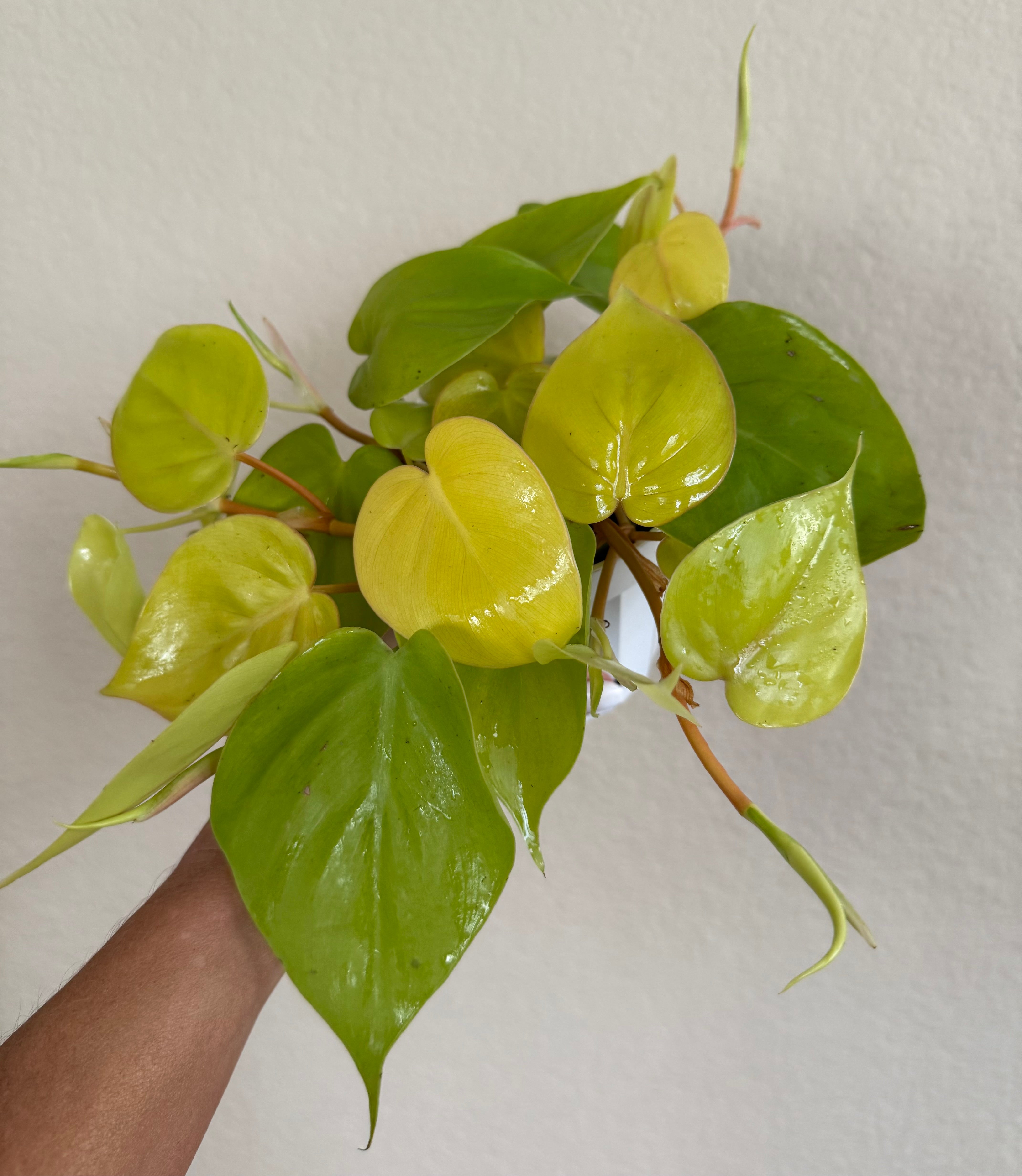 Philodendron Cordatum 'Neon'