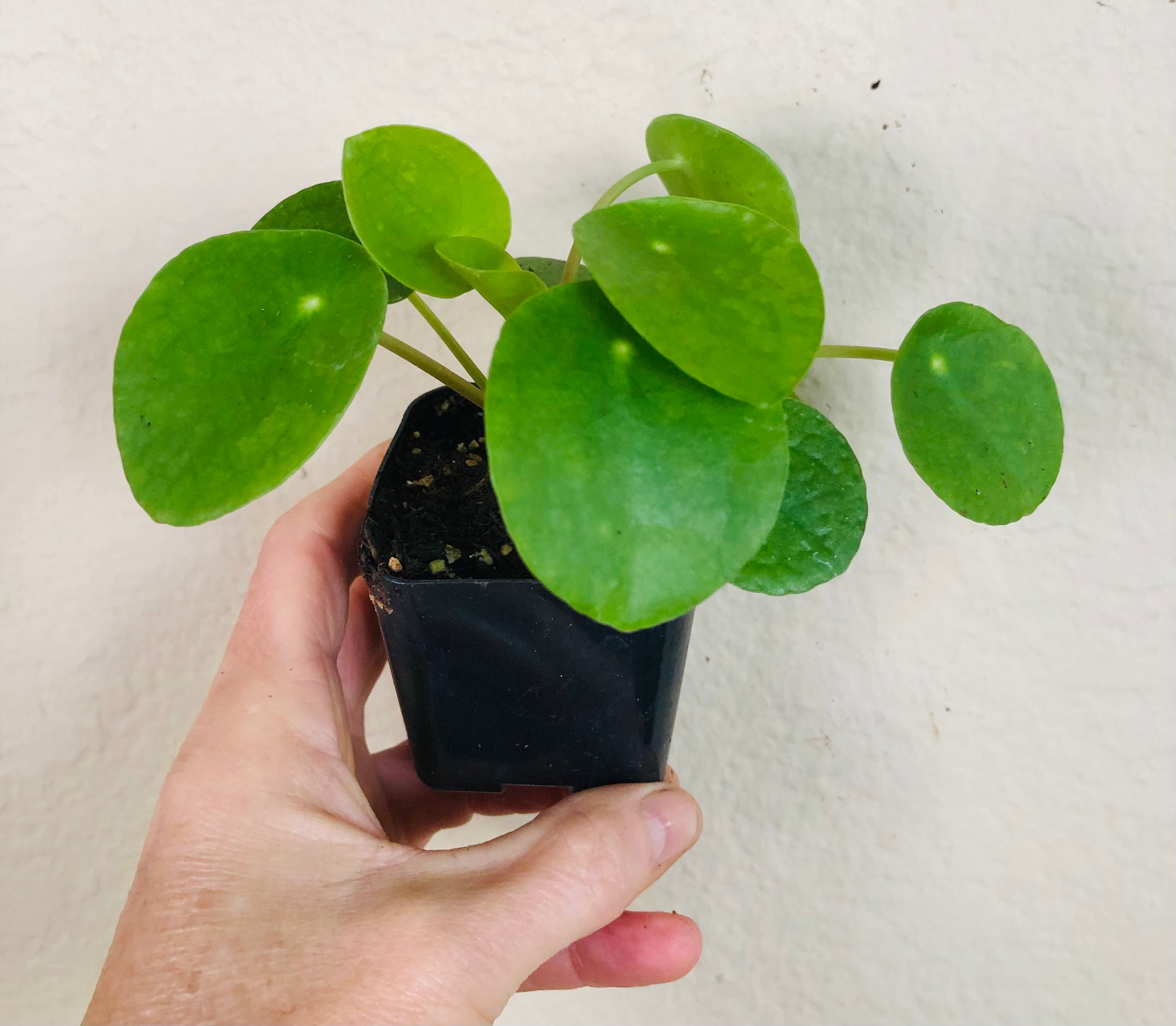 Pilea Peperomioides