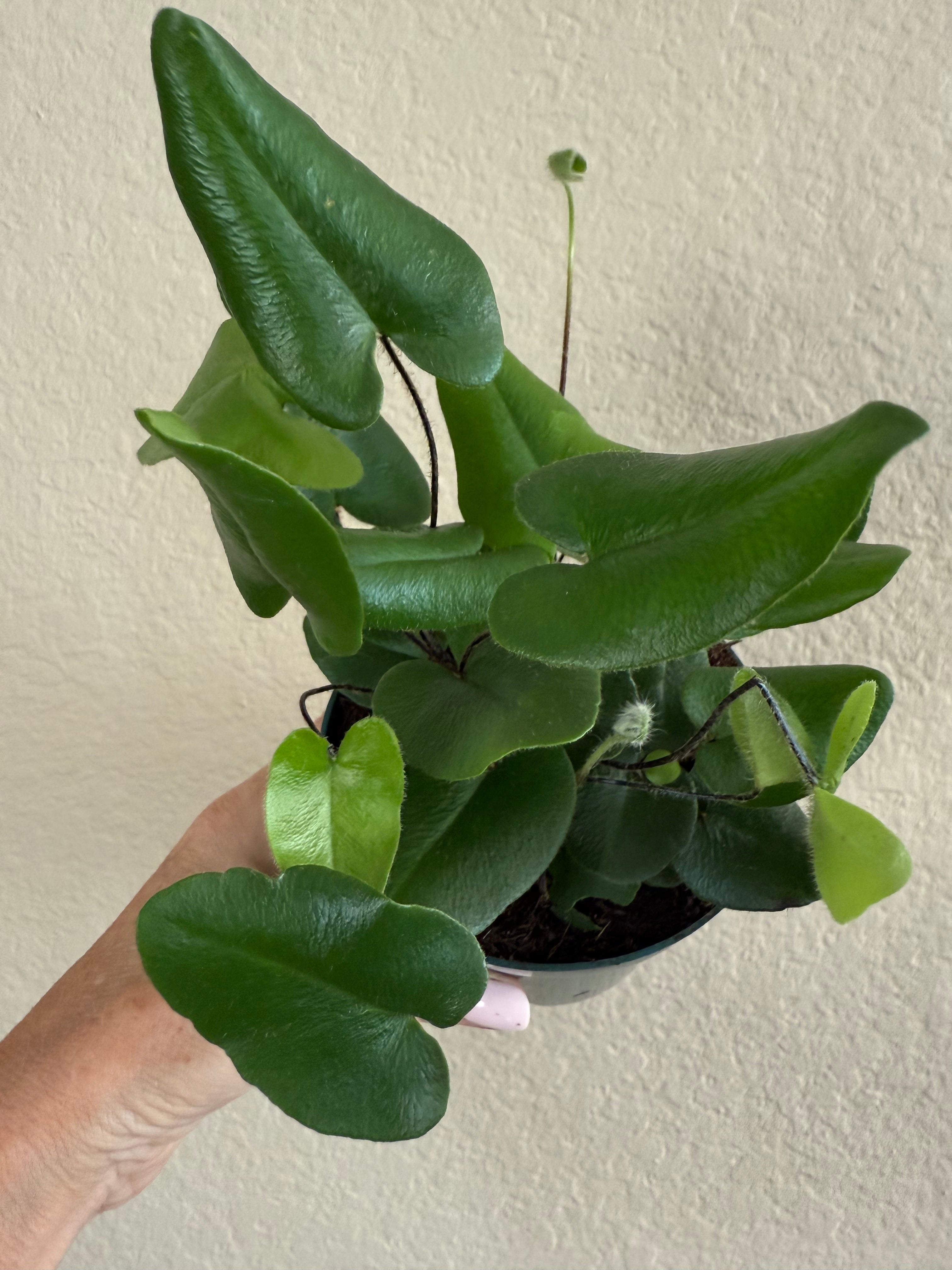 Fern 'Heart'