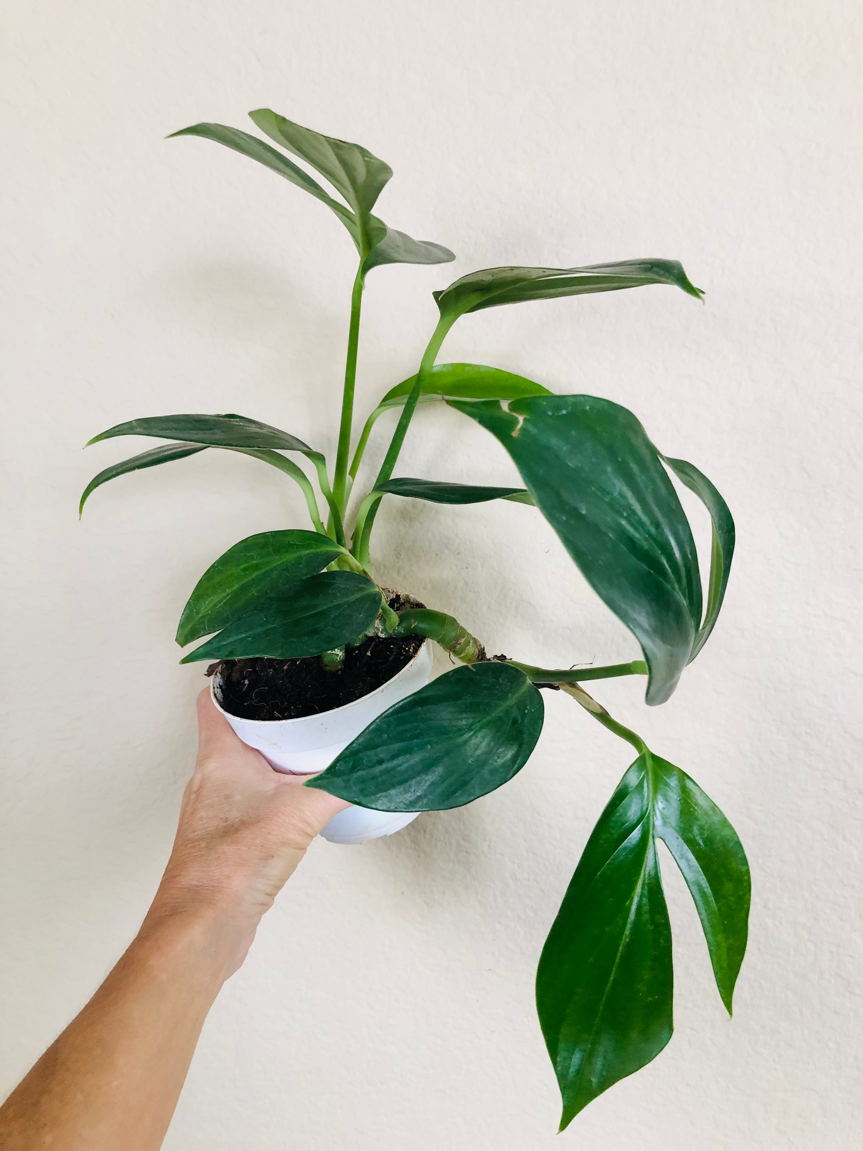 Rhaphidophora Decursiva "Dragon Tail"