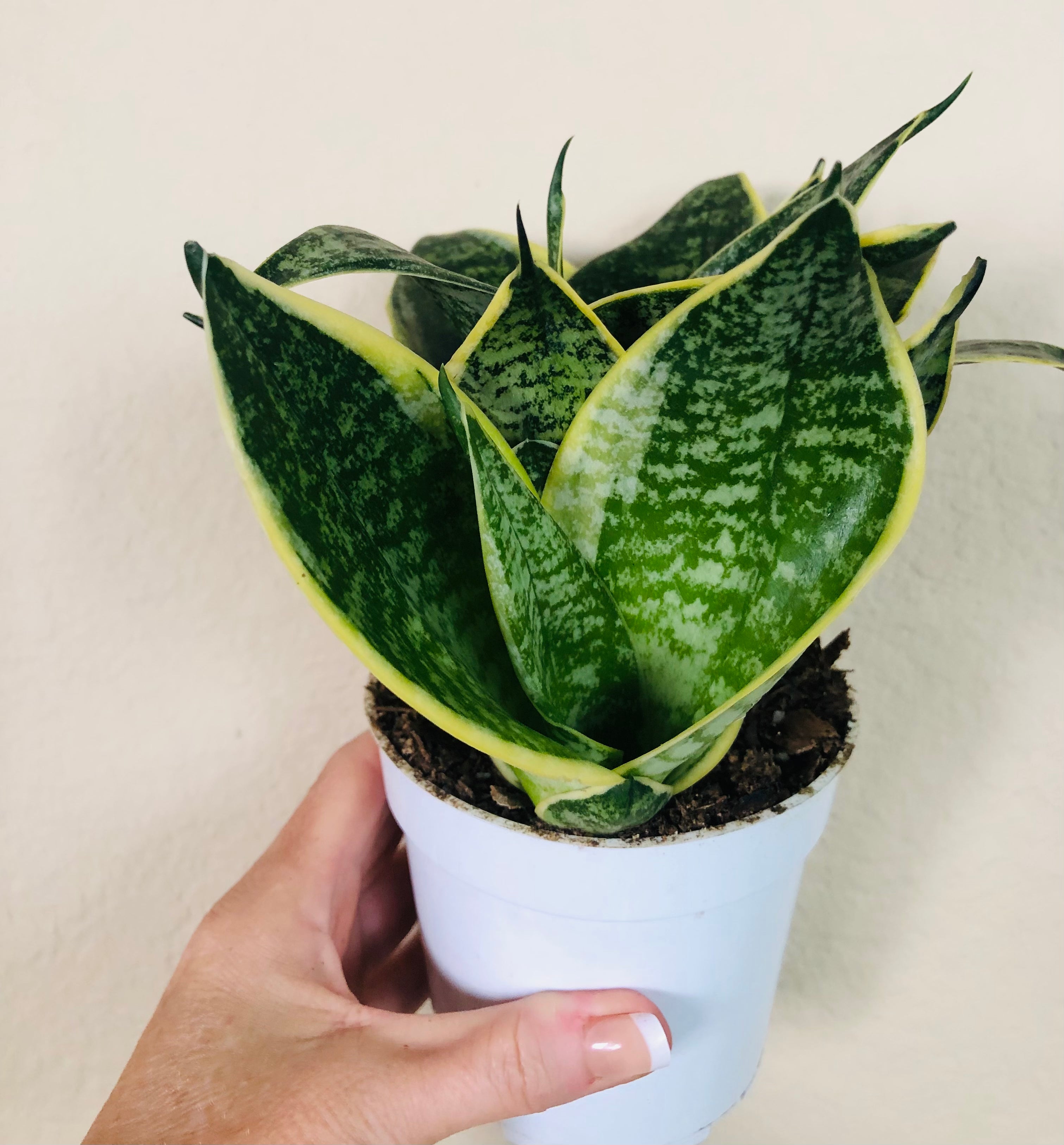 Sansevieria Hahnii 'Ocean Star'