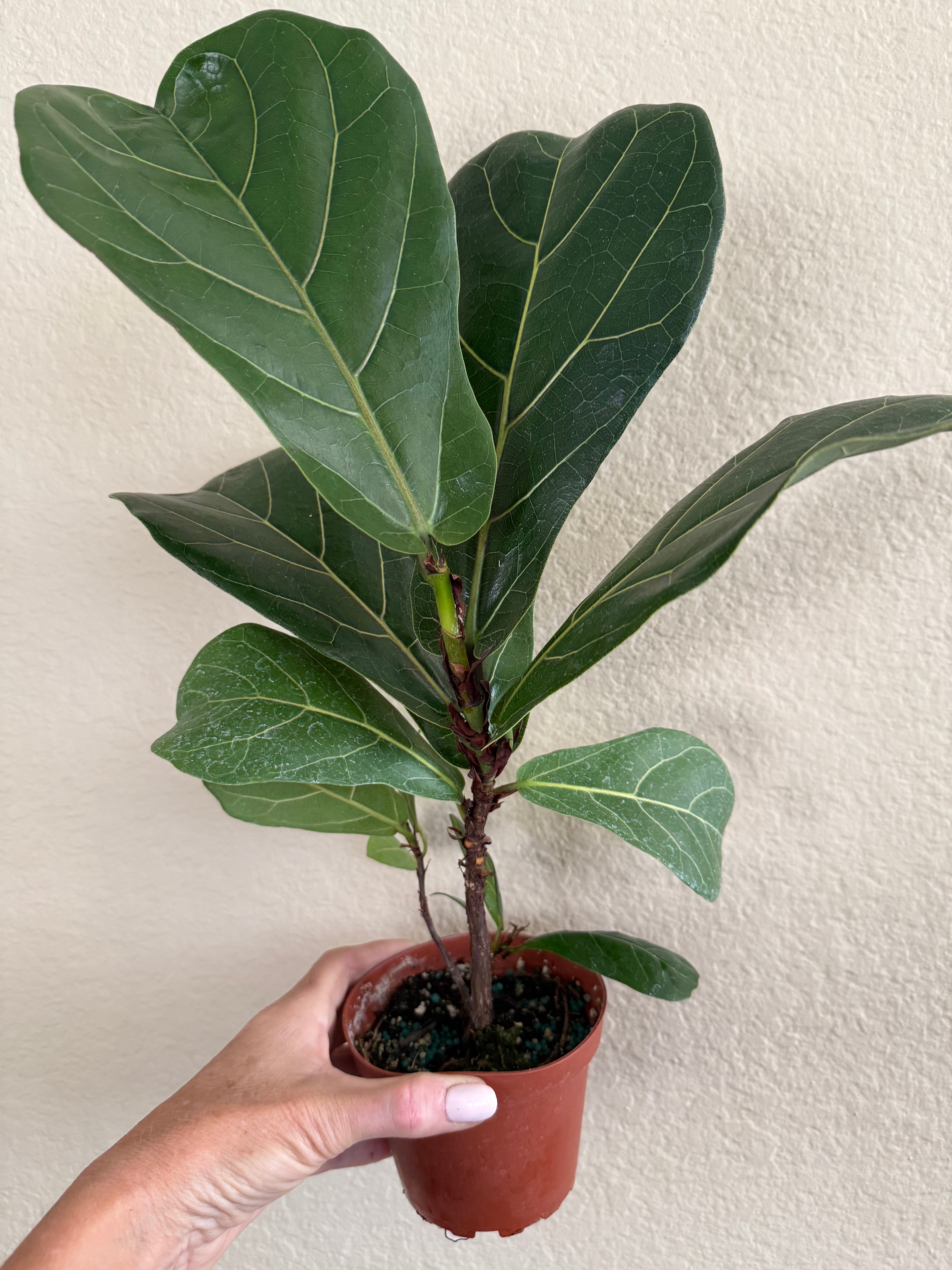 Ficus Lyrata 'Little Sunshine' | Fiddle Leaf Fig