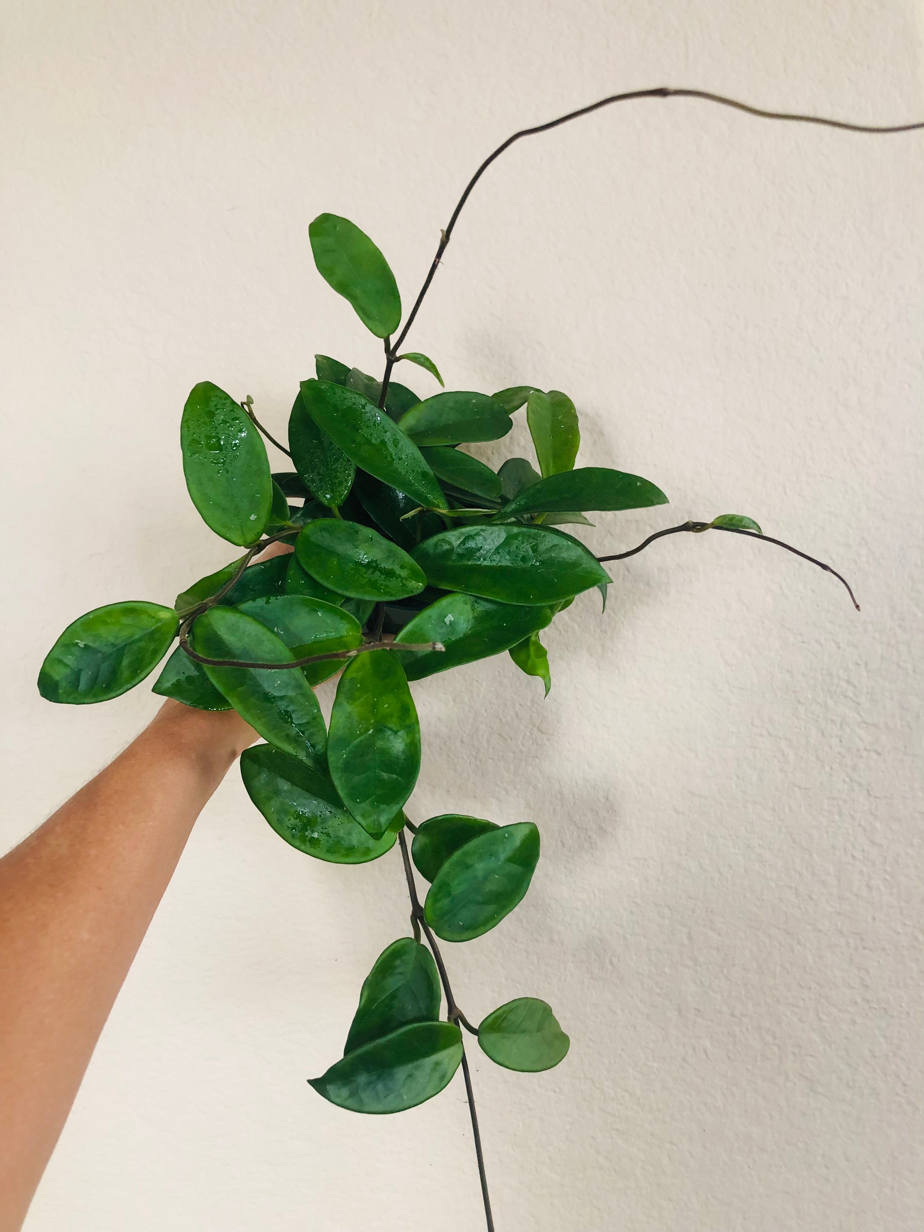 Hoya Carnosa