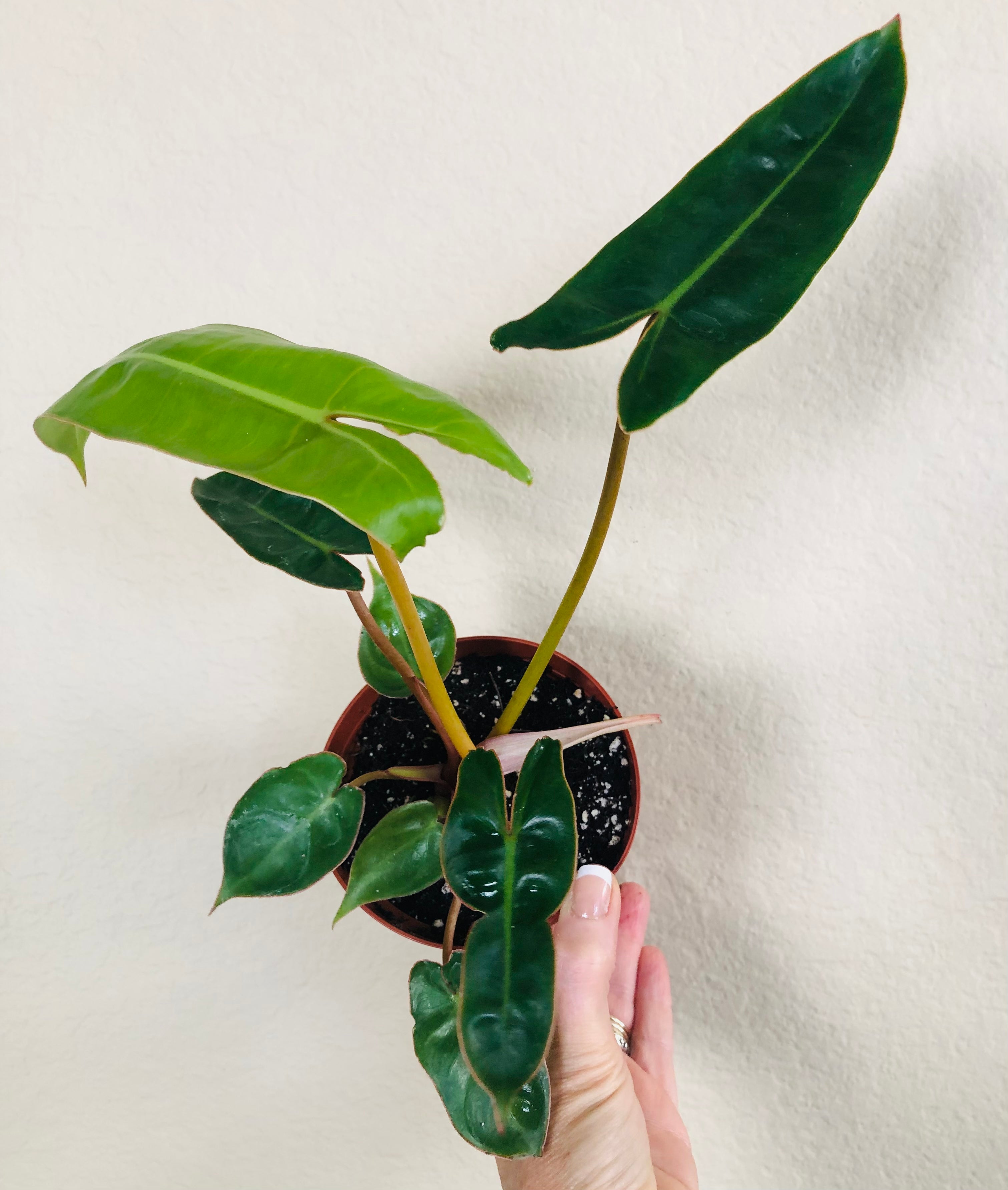 Philodendron 'Billietiae'