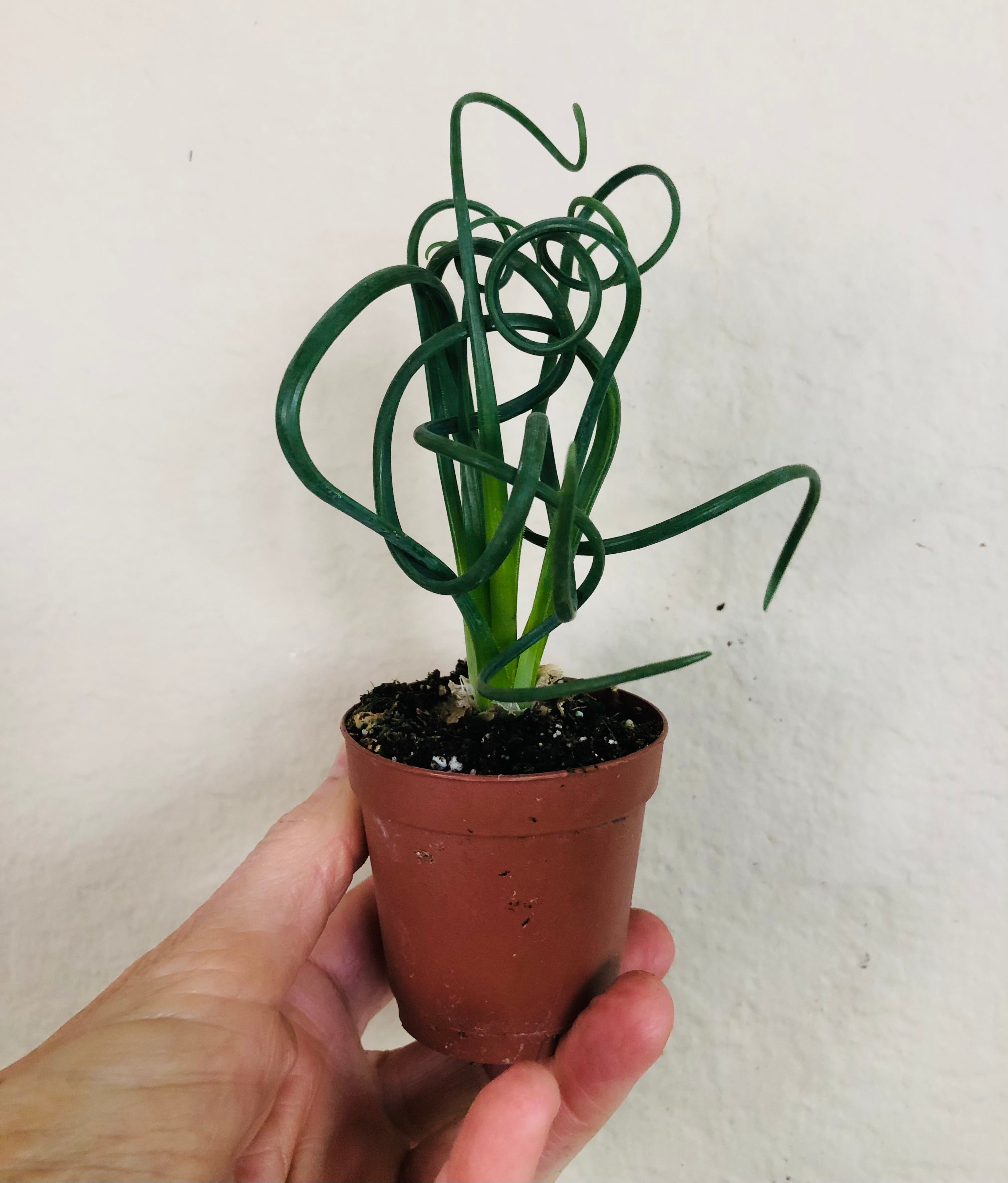 Albuca 'Frizzle Sizzle'