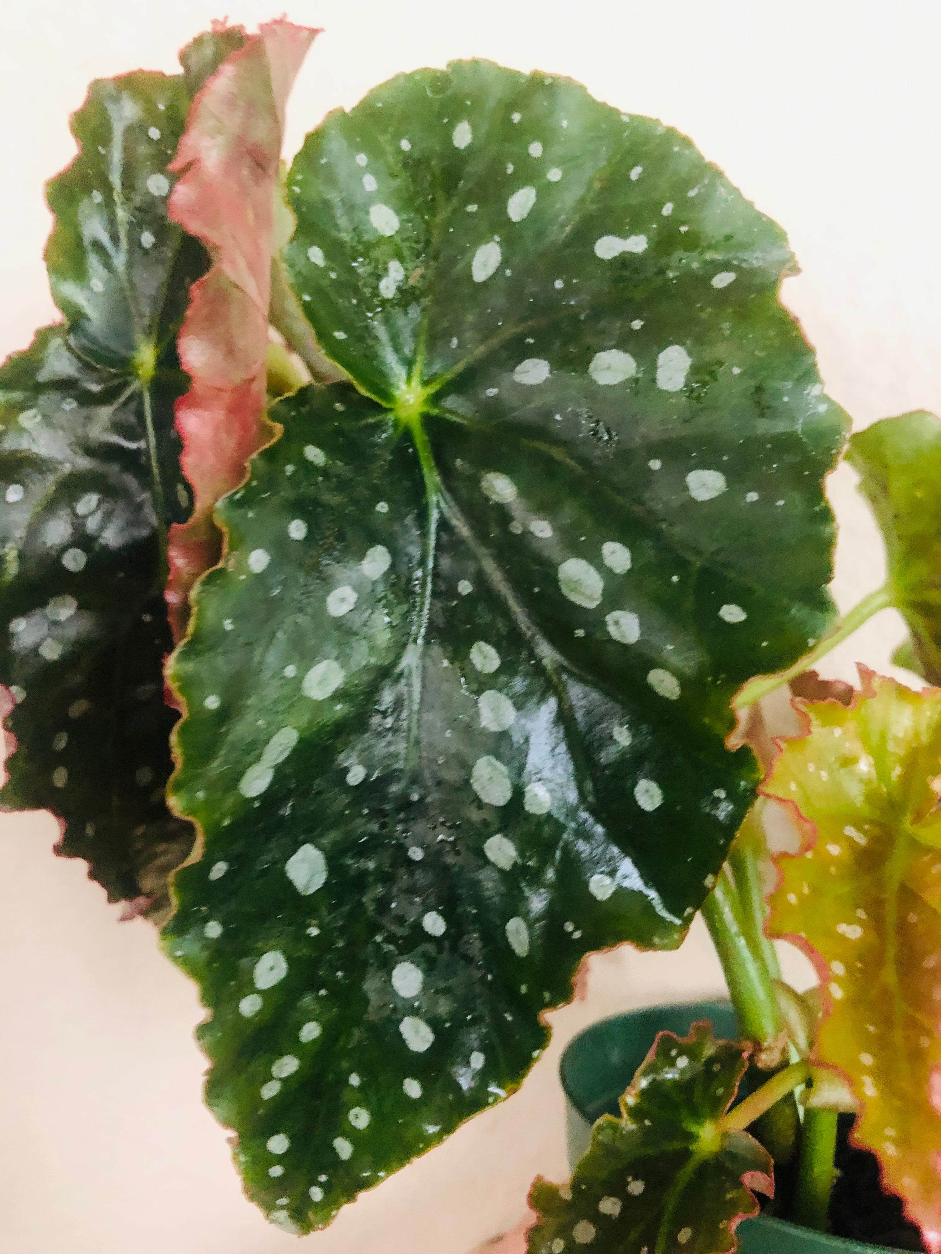 Begonia Angel Wing 'Josephine’