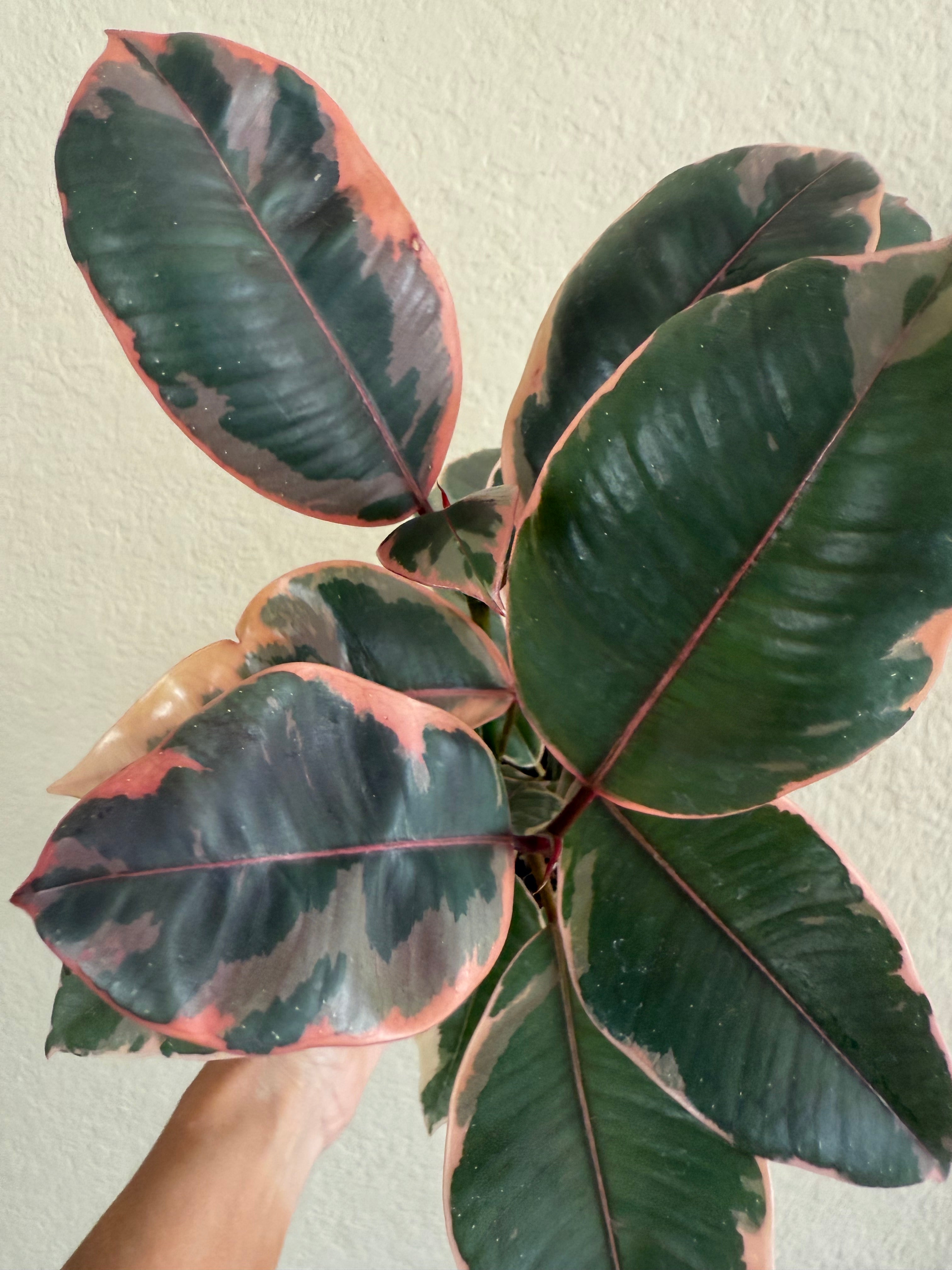 Ficus Decora 'Ruby'