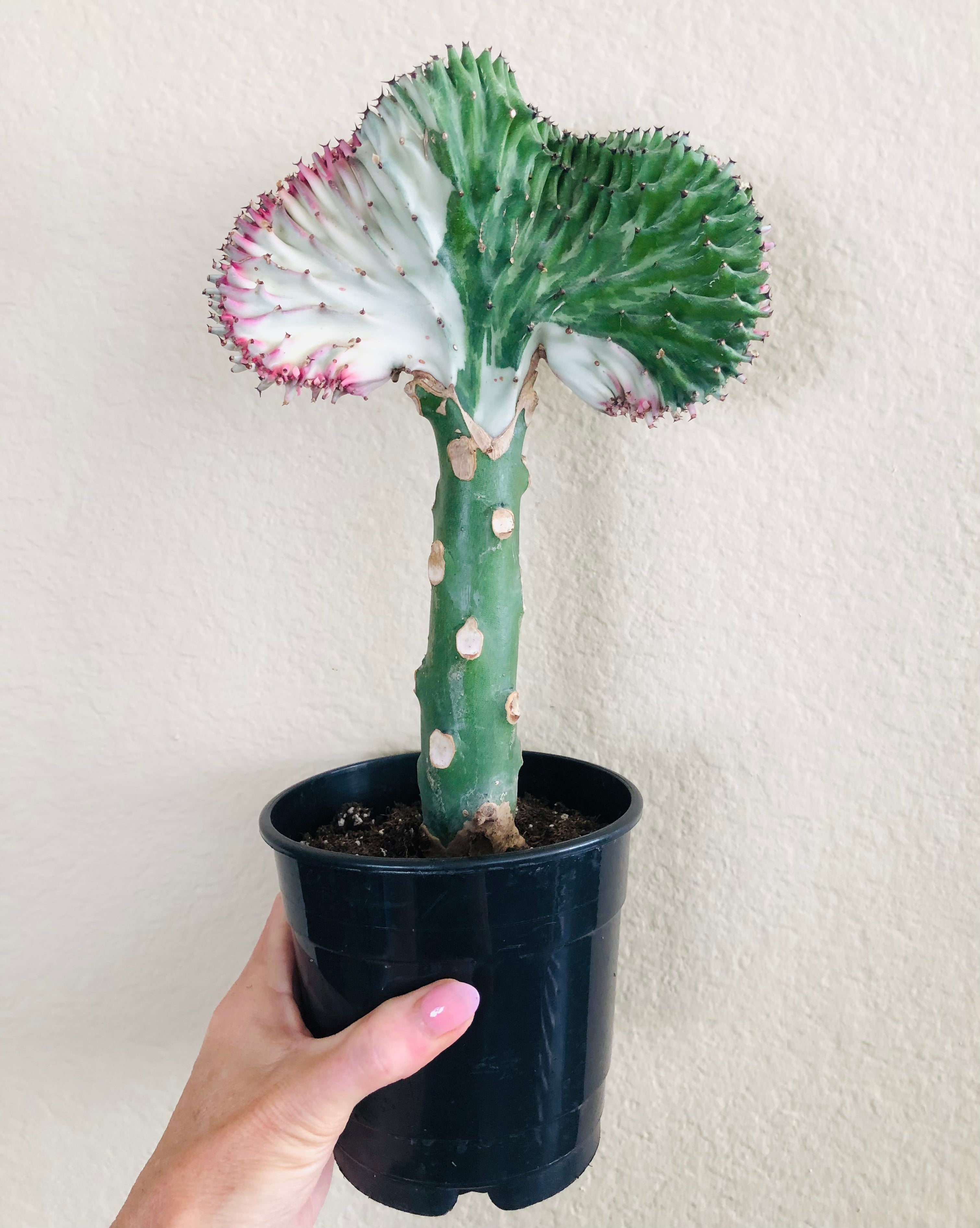 Euphorbia lactea Cristata 'Coral Cactus'