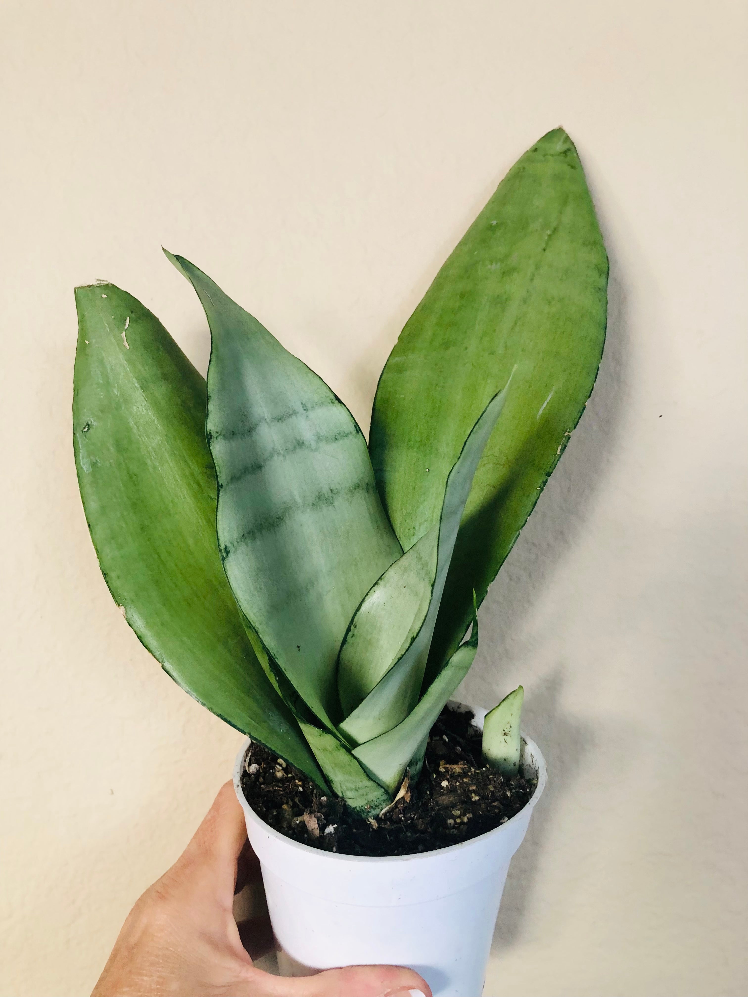 Sansevieria Trifasciata 'Moonshine'