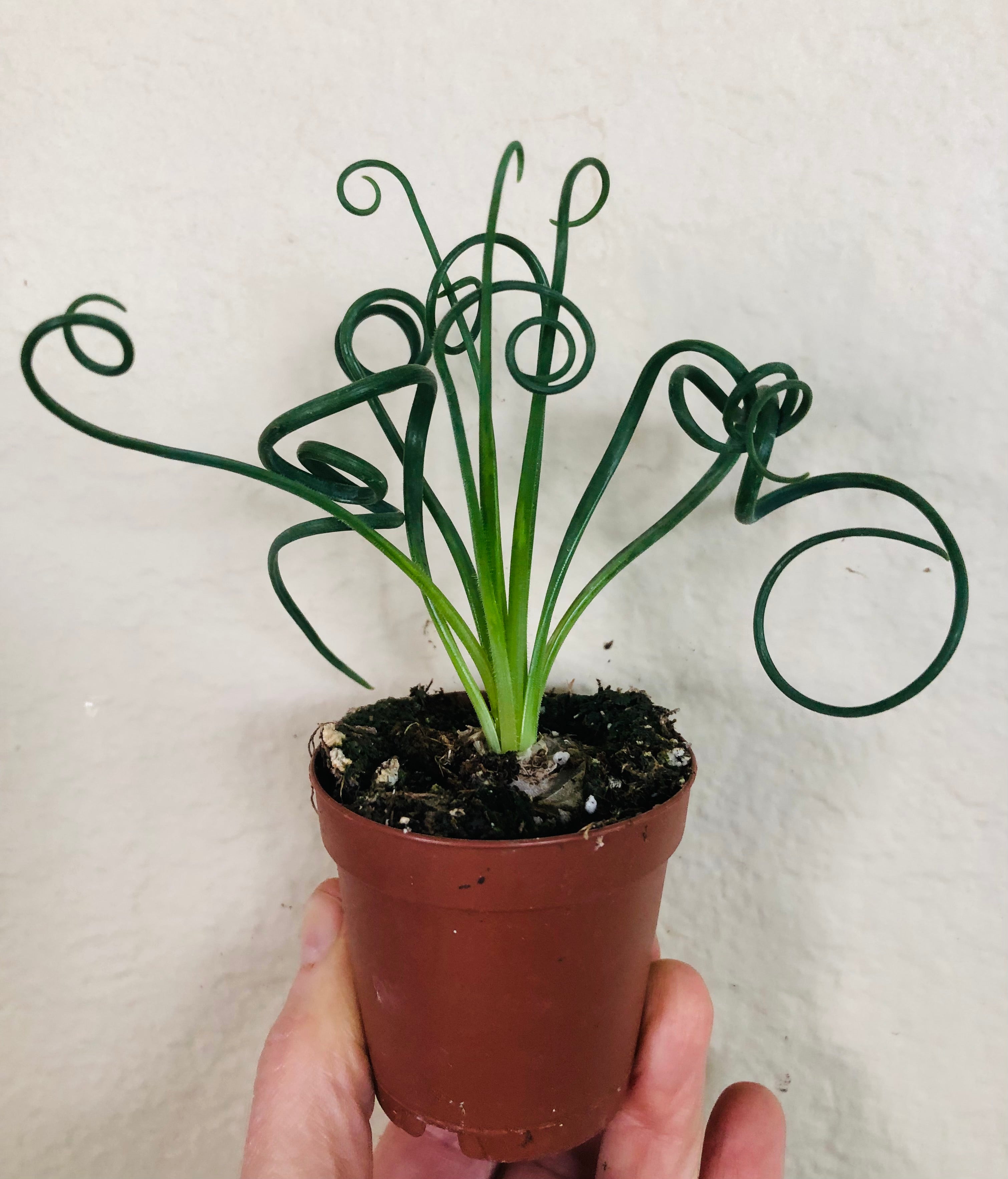 Albuca 'Frizzle Sizzle'