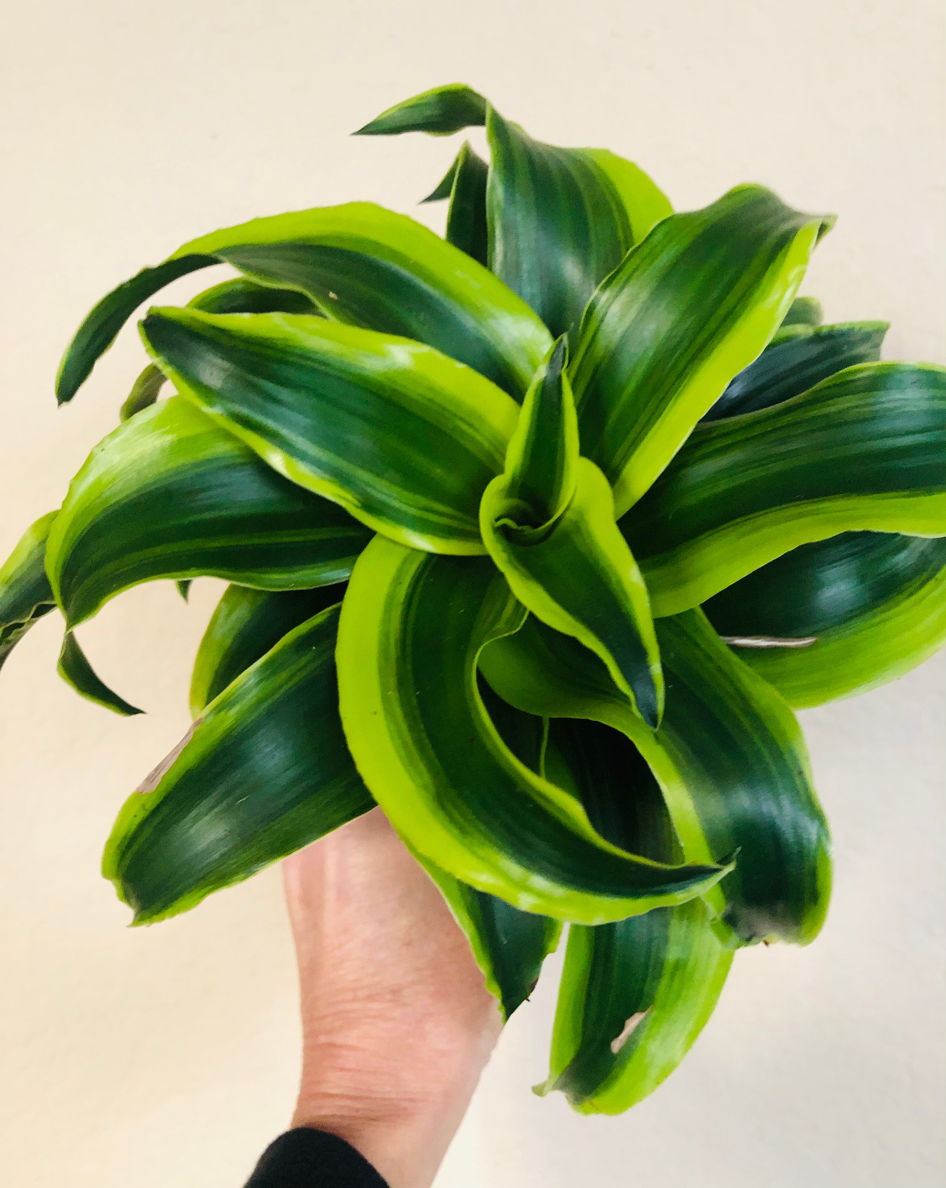 Dracaena 'Tornado'