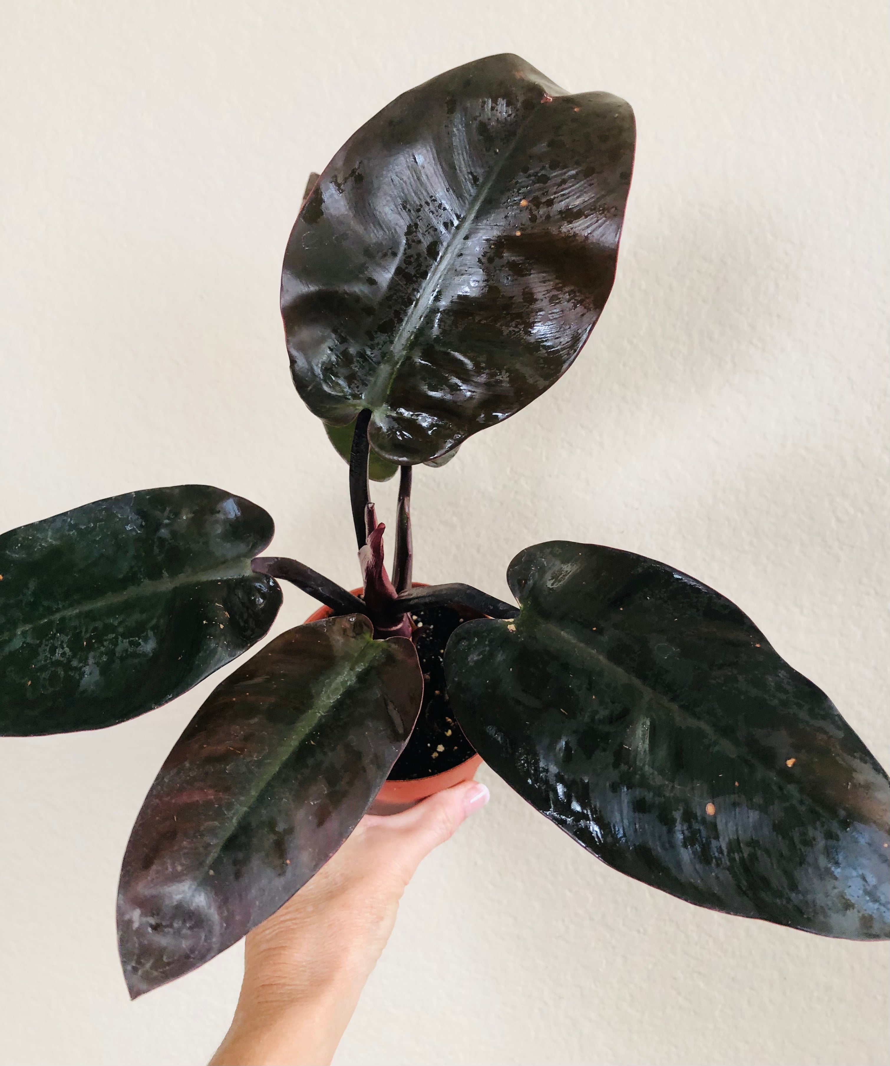 Philodendron 'Black Cardinal'
