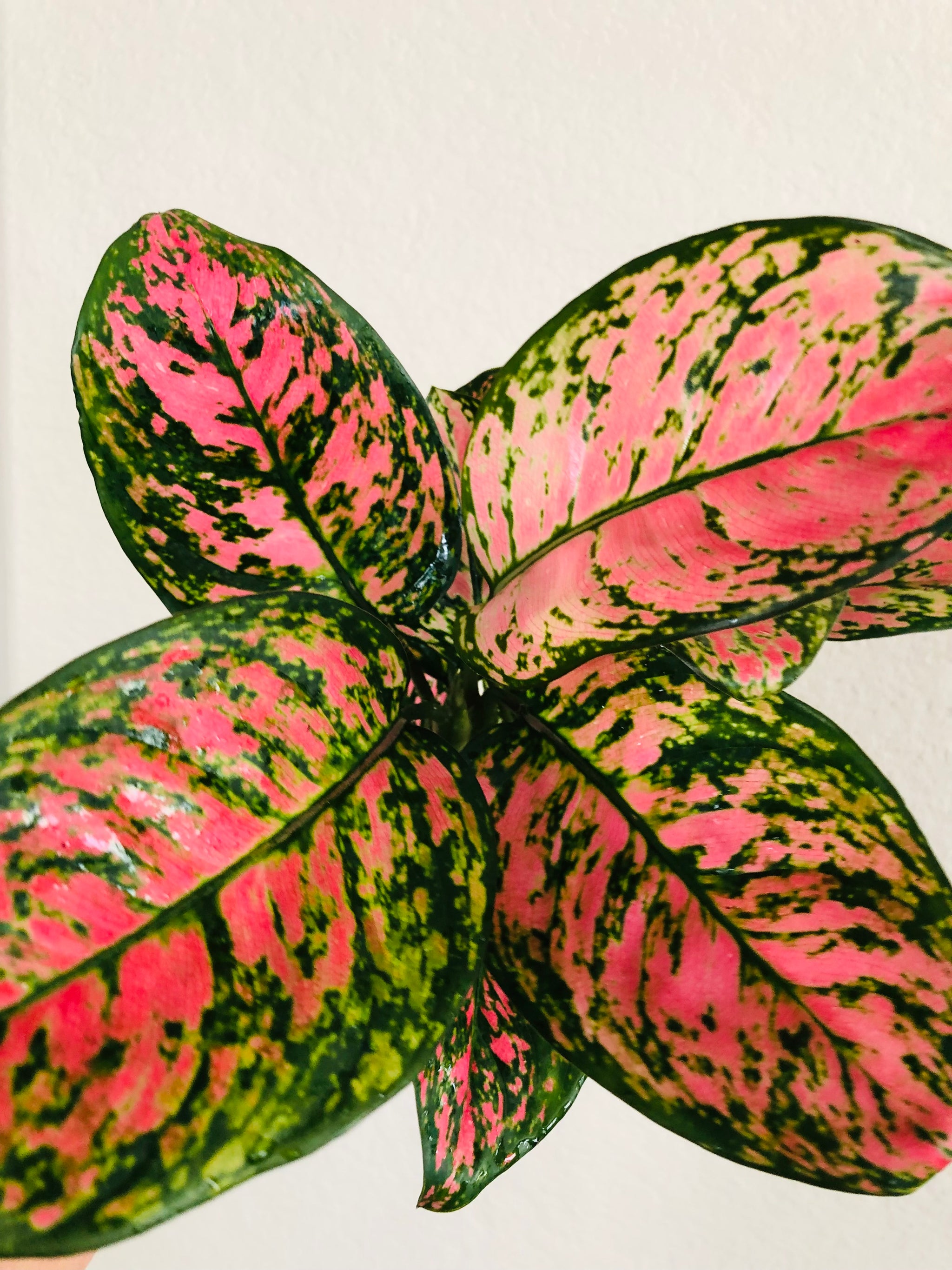 aglaonema lady valentine favonian Aglaonema 'Lady Valentine'