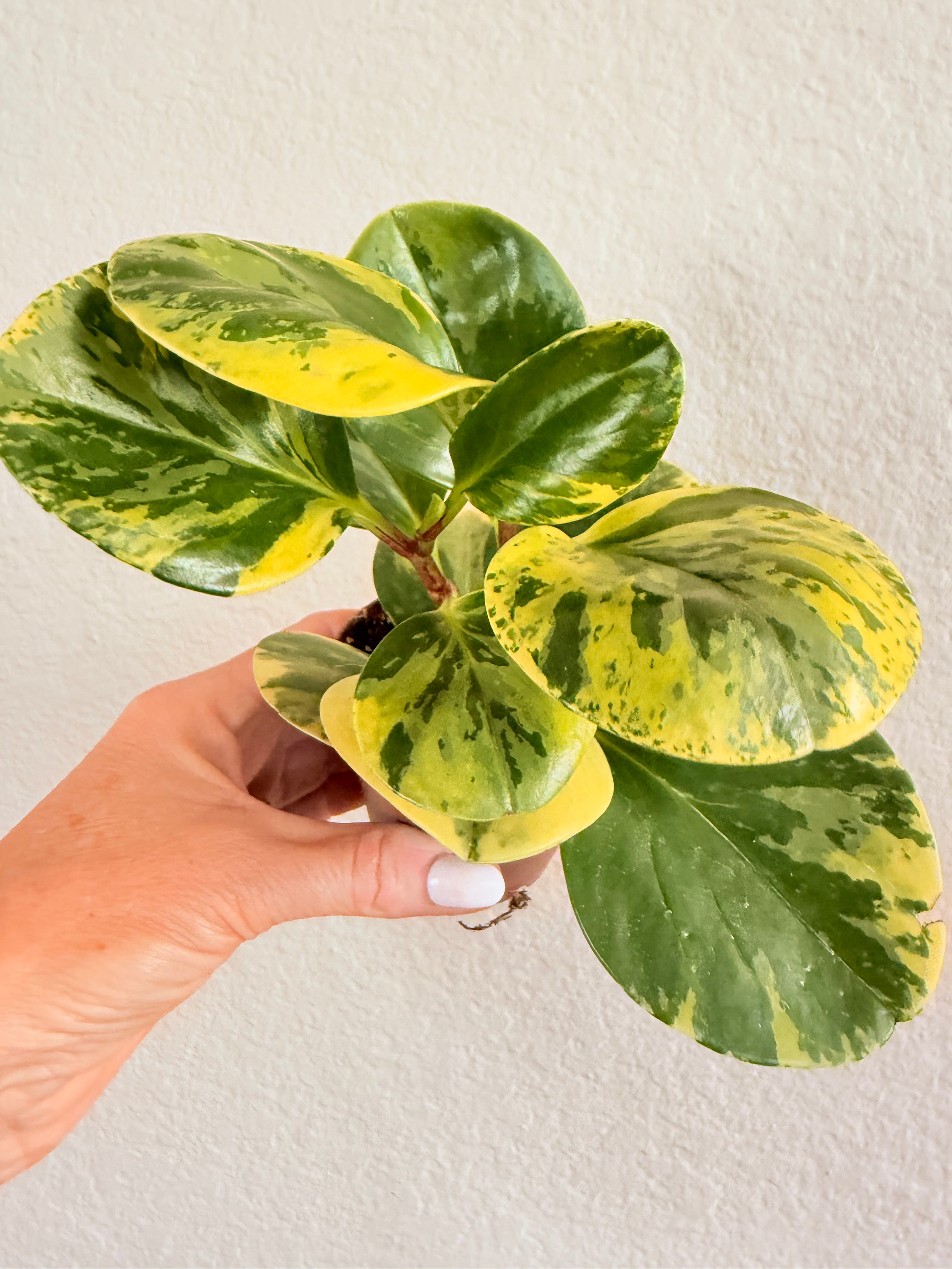 Peperomia Obtusifolia 'Marble'