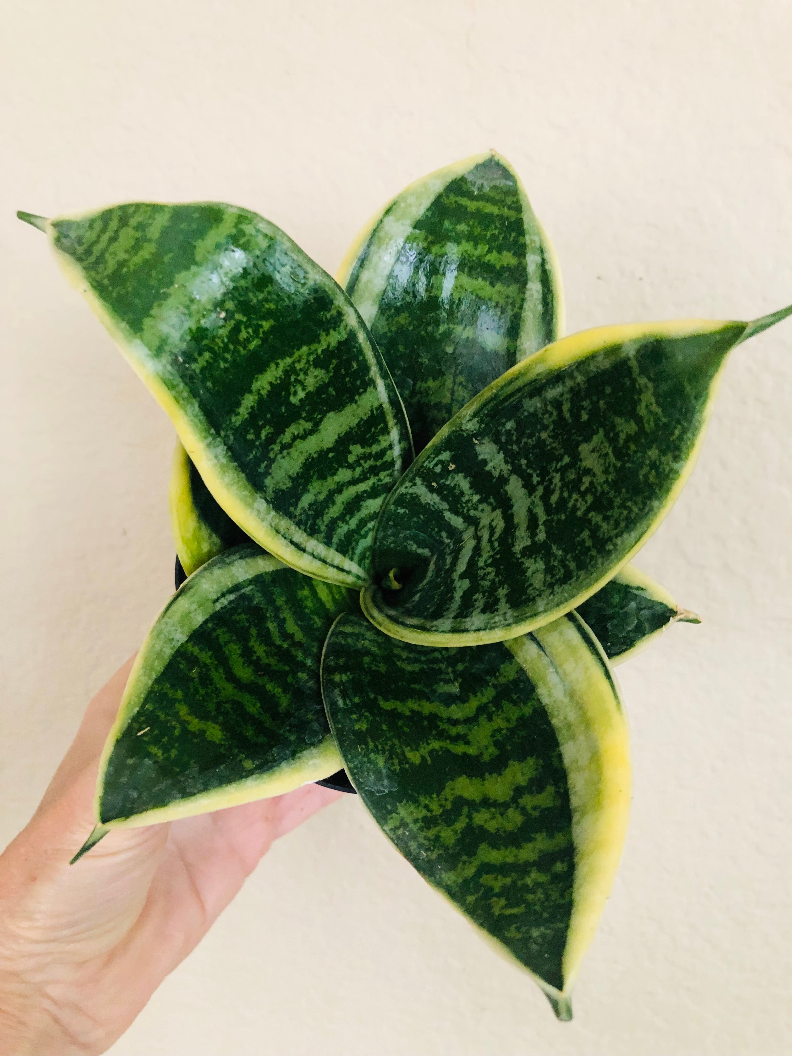 Sansevieria Hahnii 'Ocean Star'