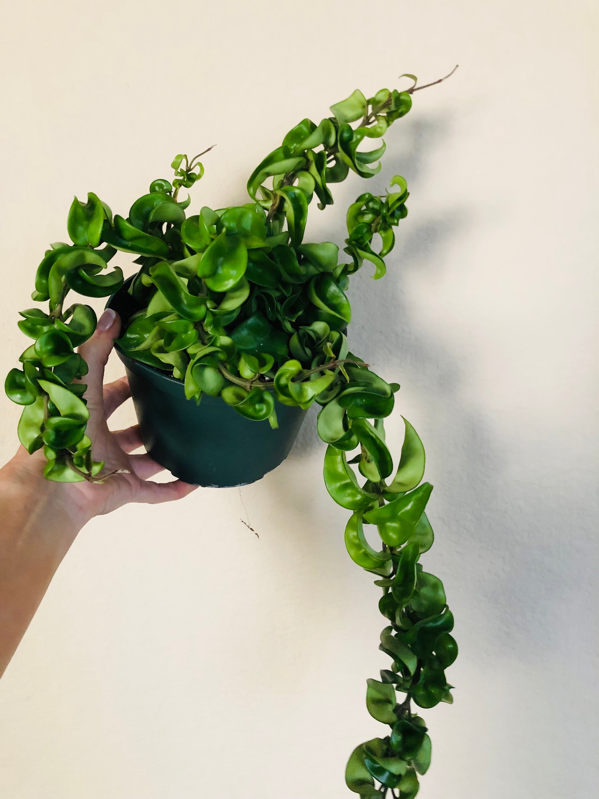 indian rope succulent Hoya Carnosa 'Compacta' Hindu Rope