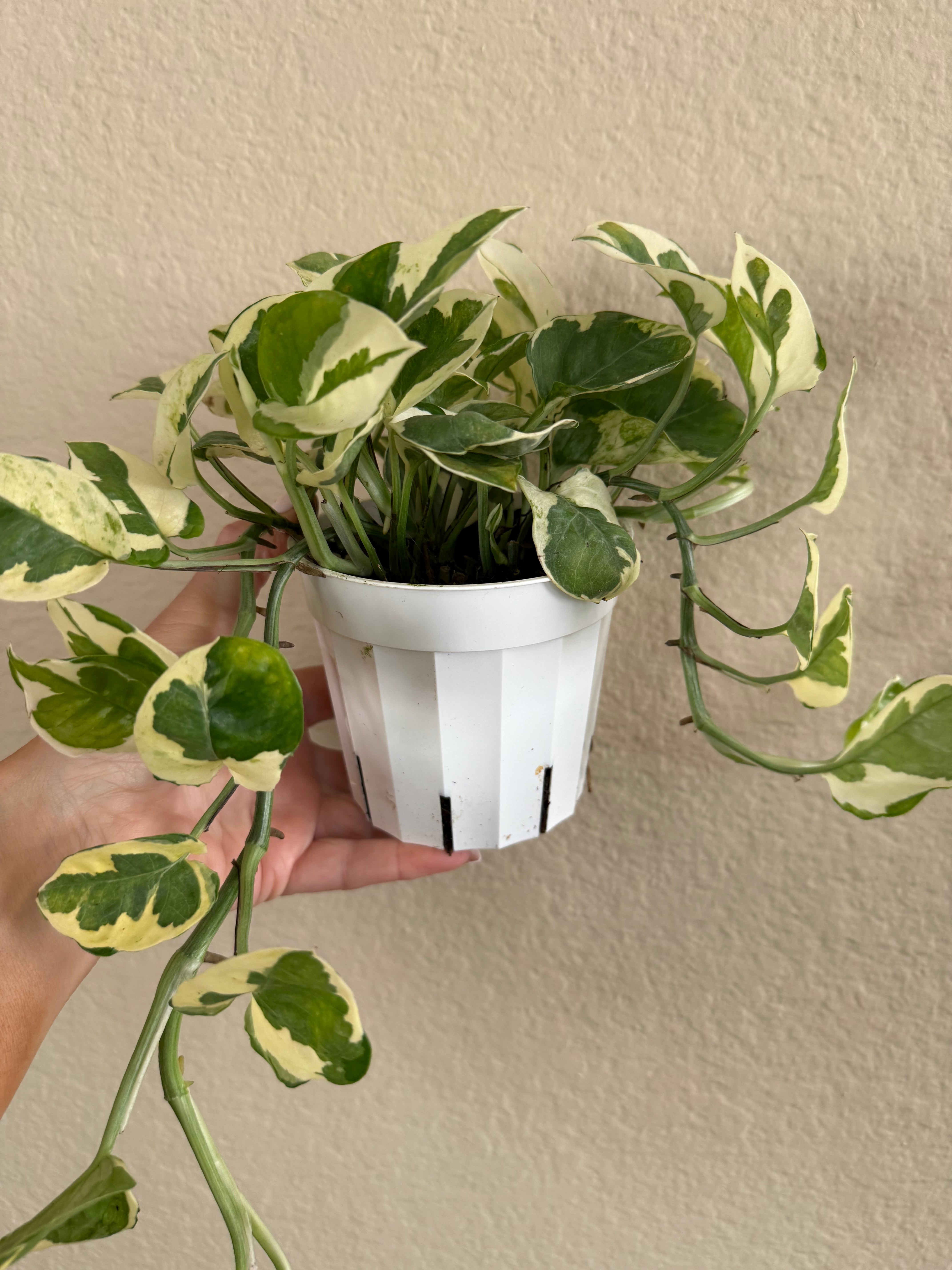 Pothos 'N'joy'