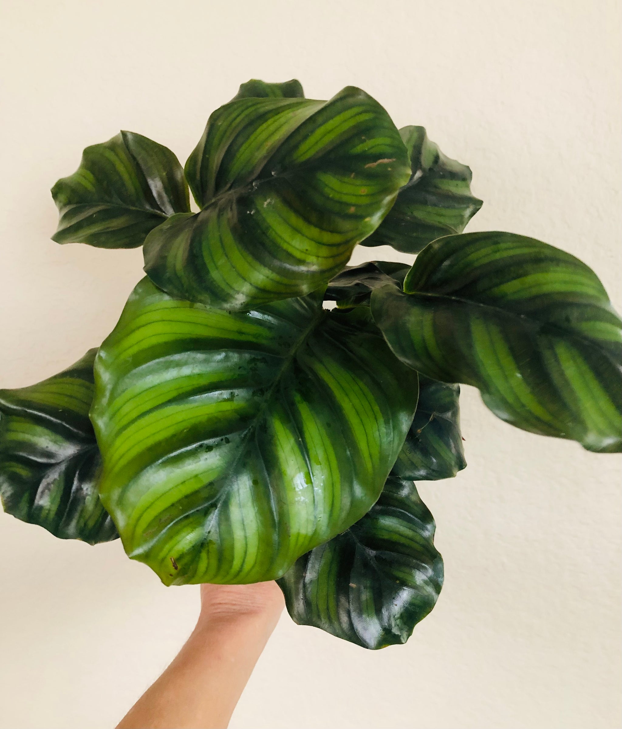 Calathea Fasciata 'Rotundifolia'
