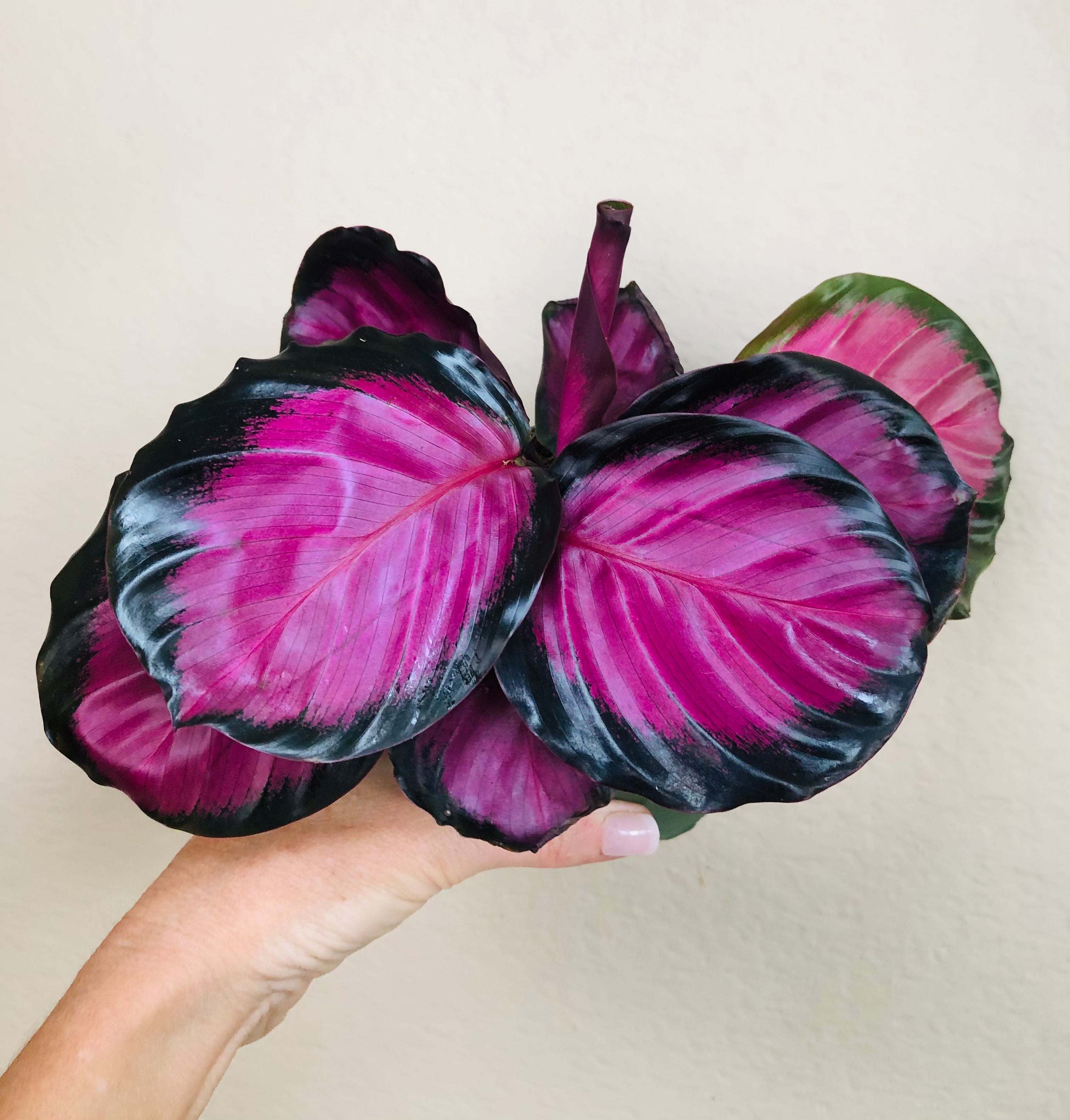 Calathea Roseopicta 'Rosy'