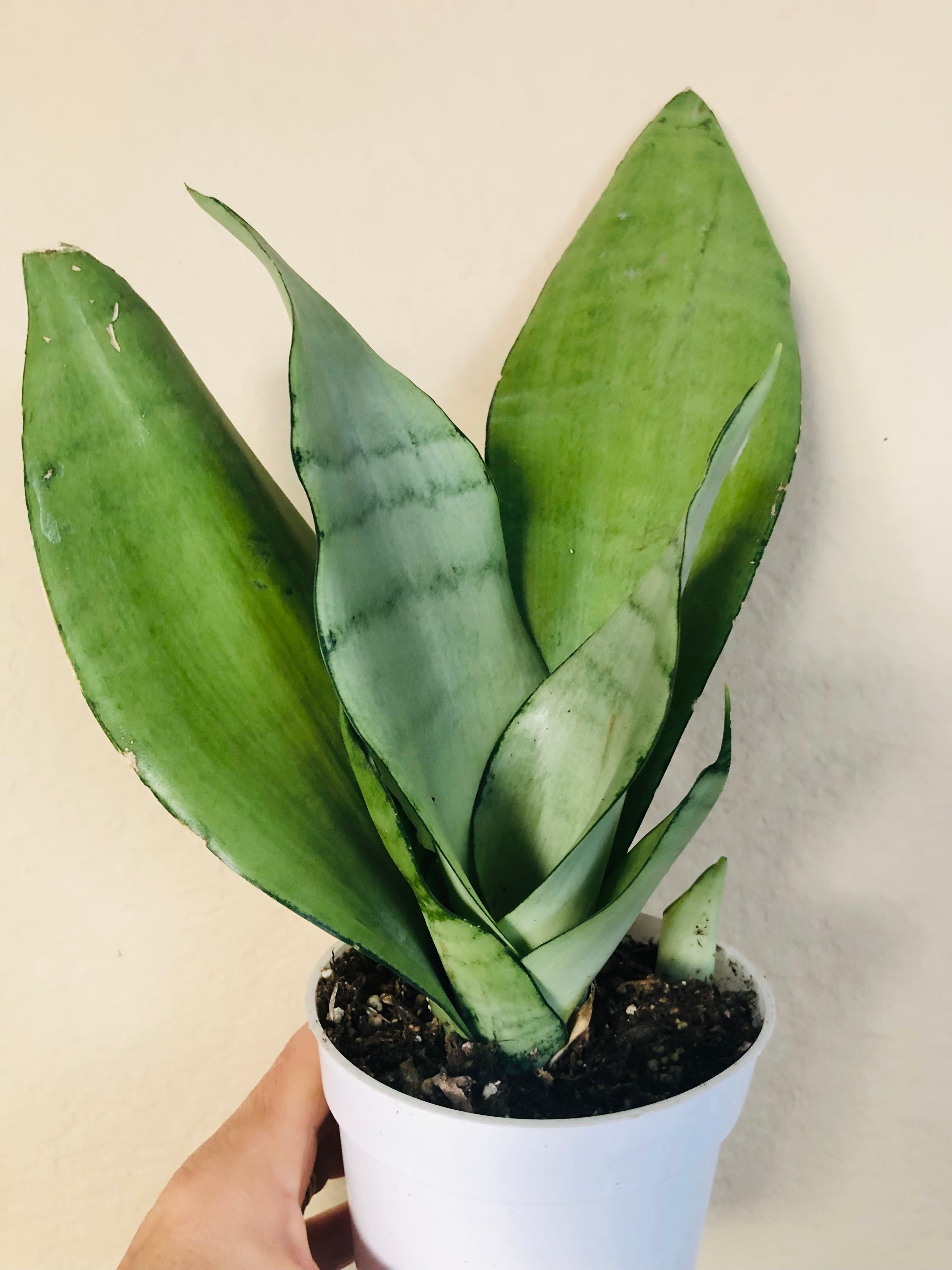 Sansevieria Trifasciata 'Moonshine'