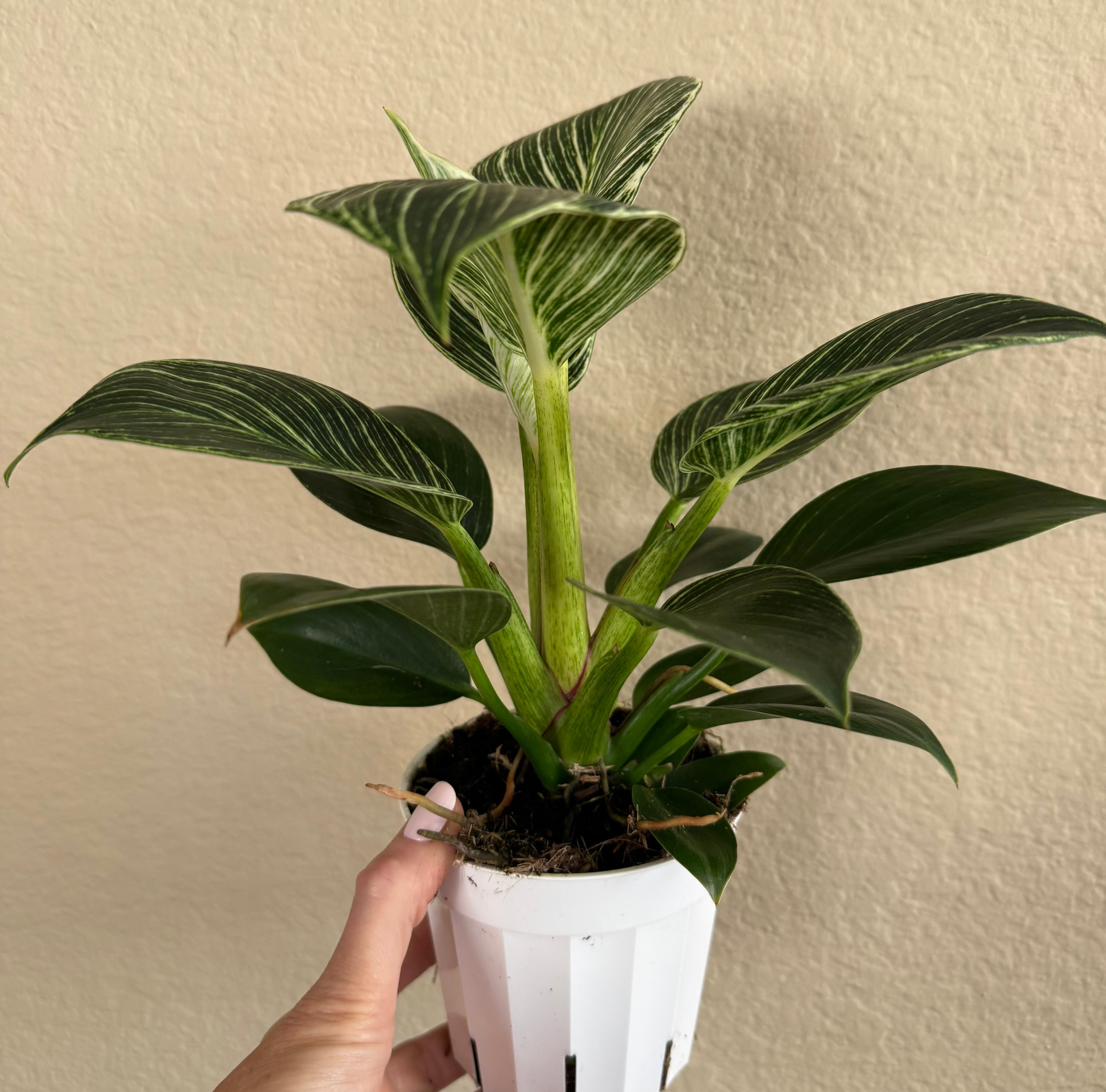 Philodendron 'Birkin'