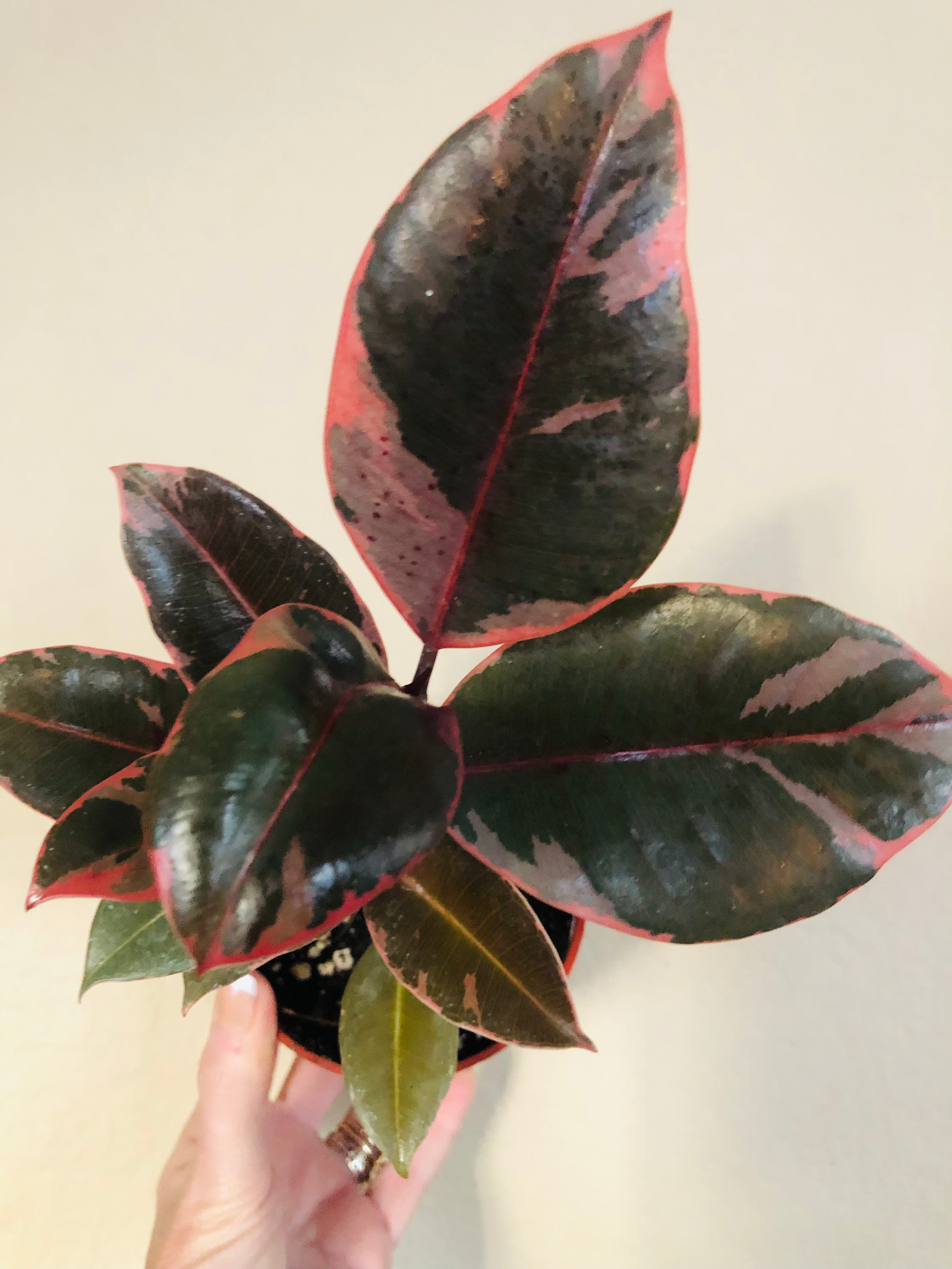 Ficus Decora 'Ruby'