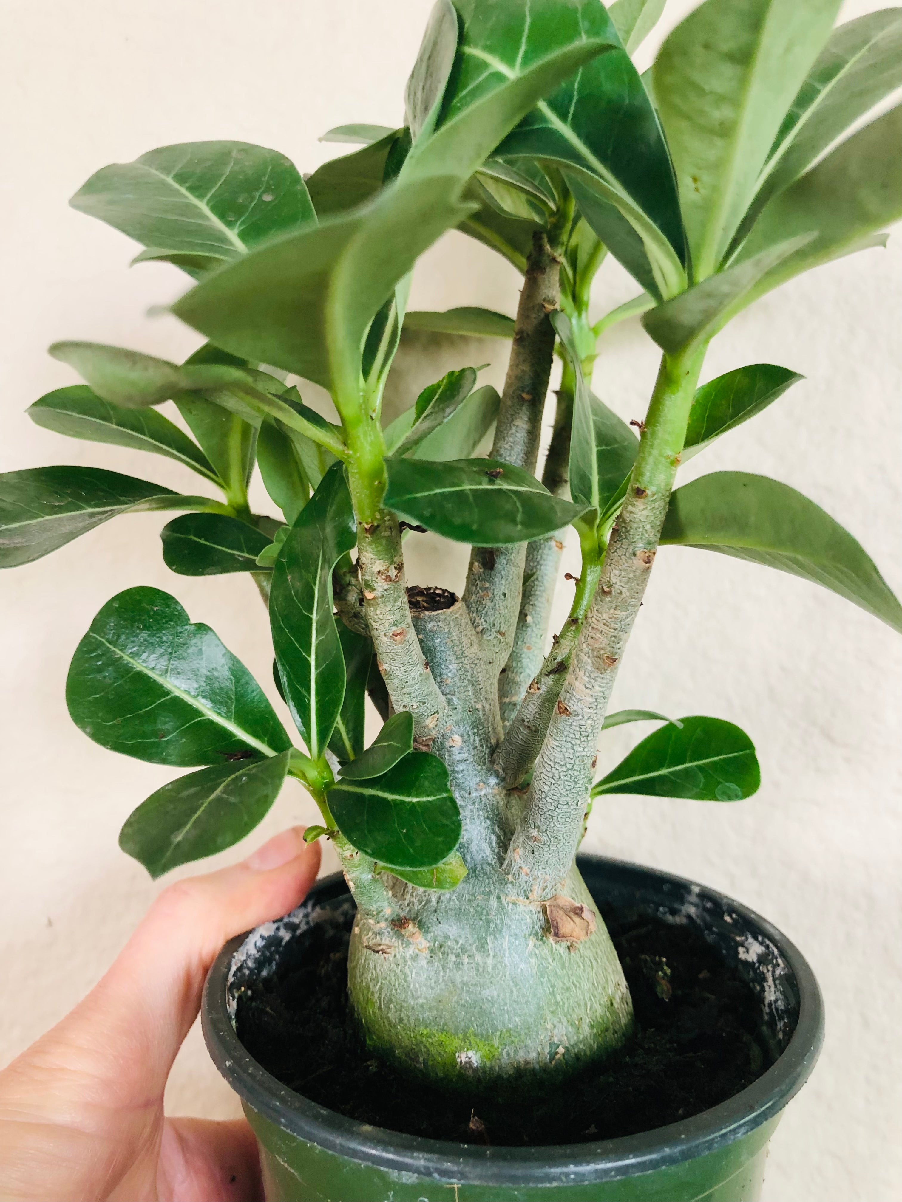 Adenium Obesum 'Desert Rose'