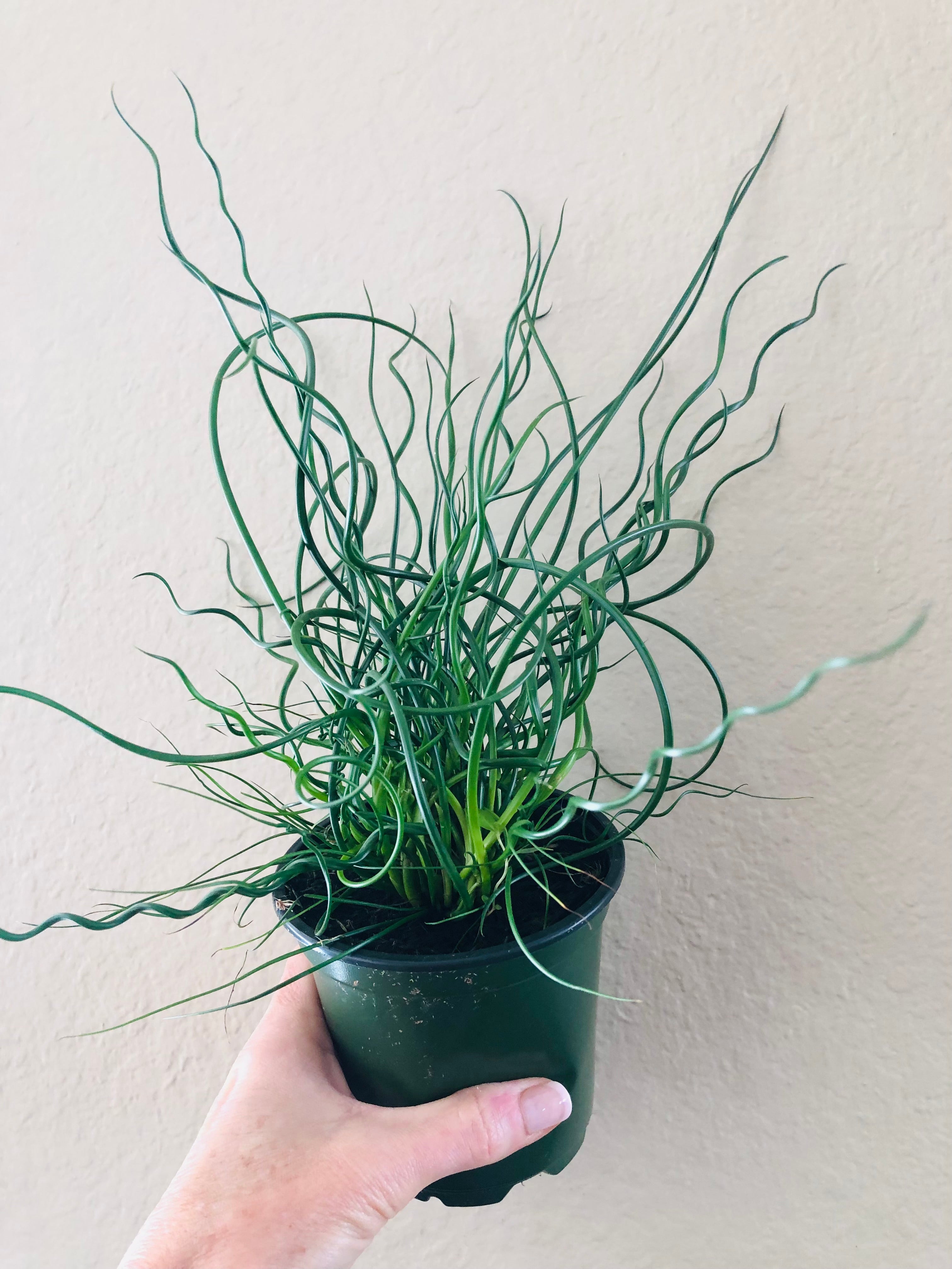 Juncus Spiral 'Corkscrew'