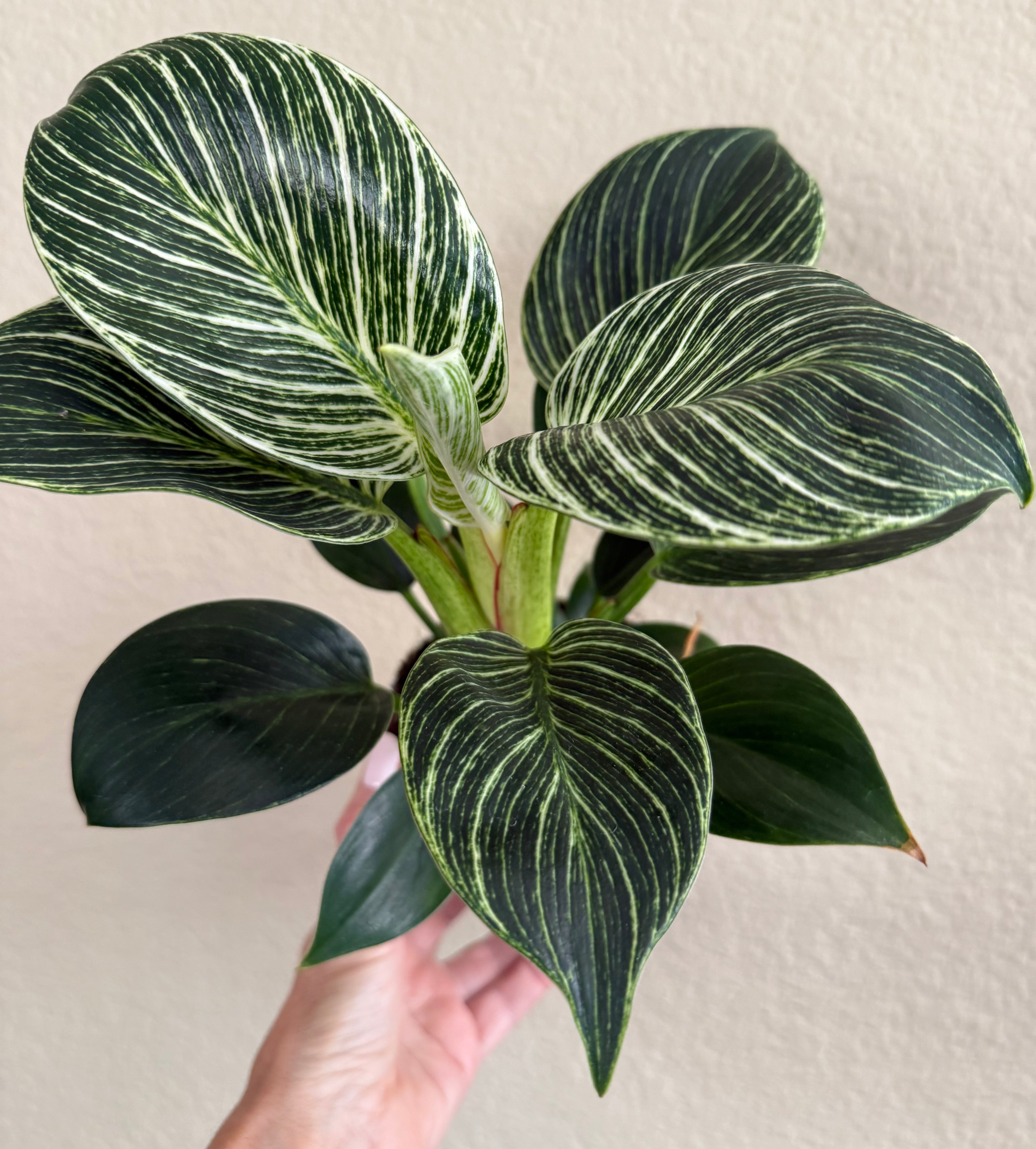 Philodendron 'Birkin'