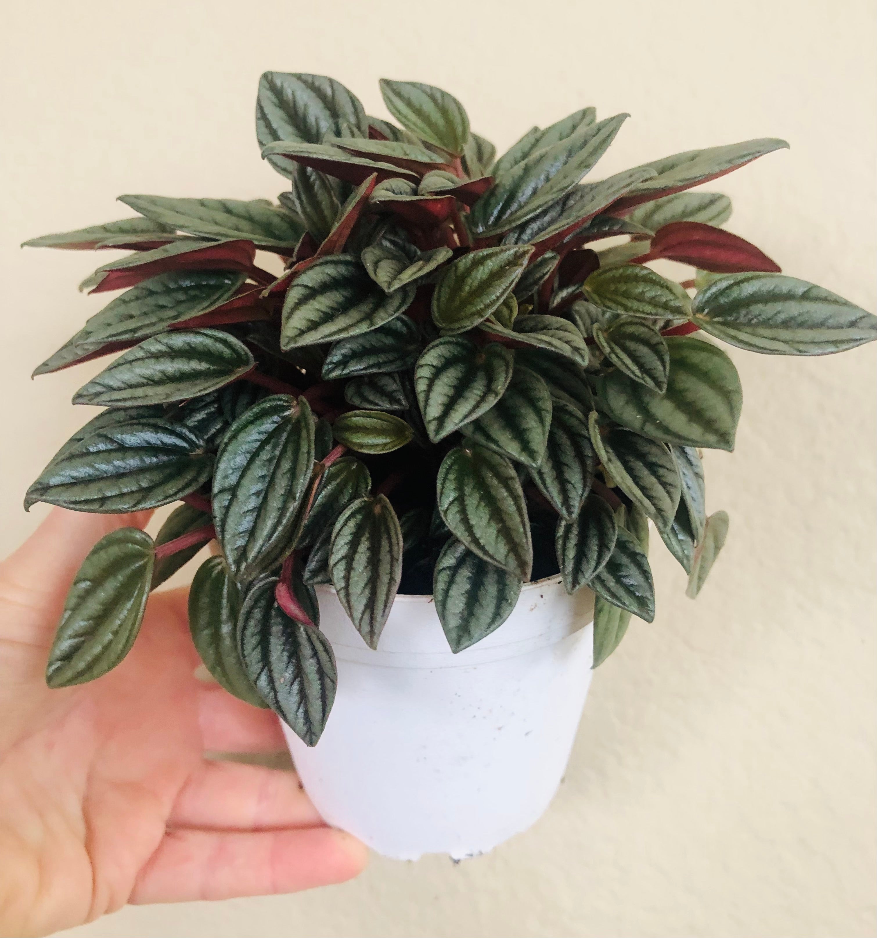 Peperomia ‘San Marino’