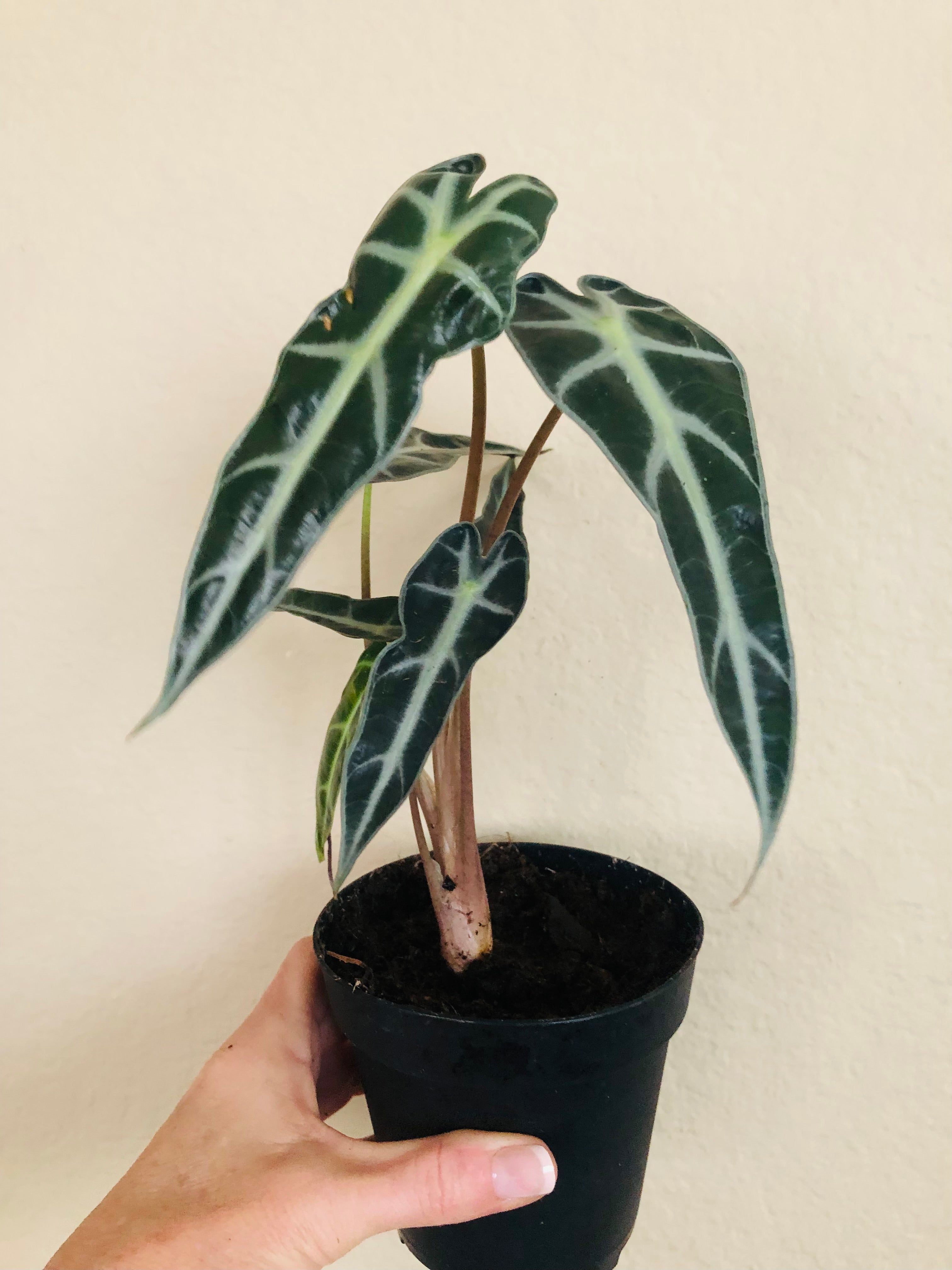 Alocasia Amazonica 'Bambino'
