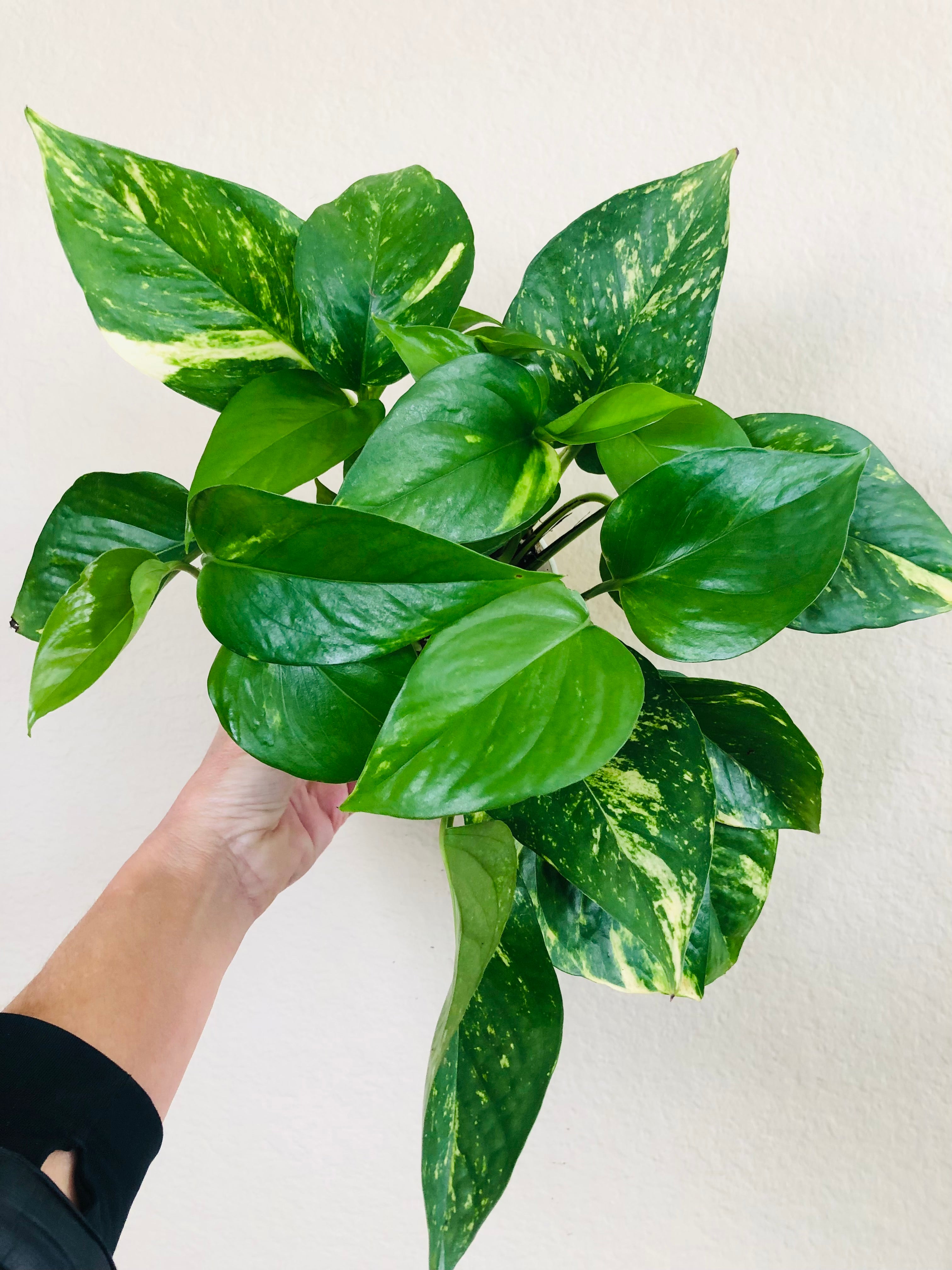 Pothos 'Golden'