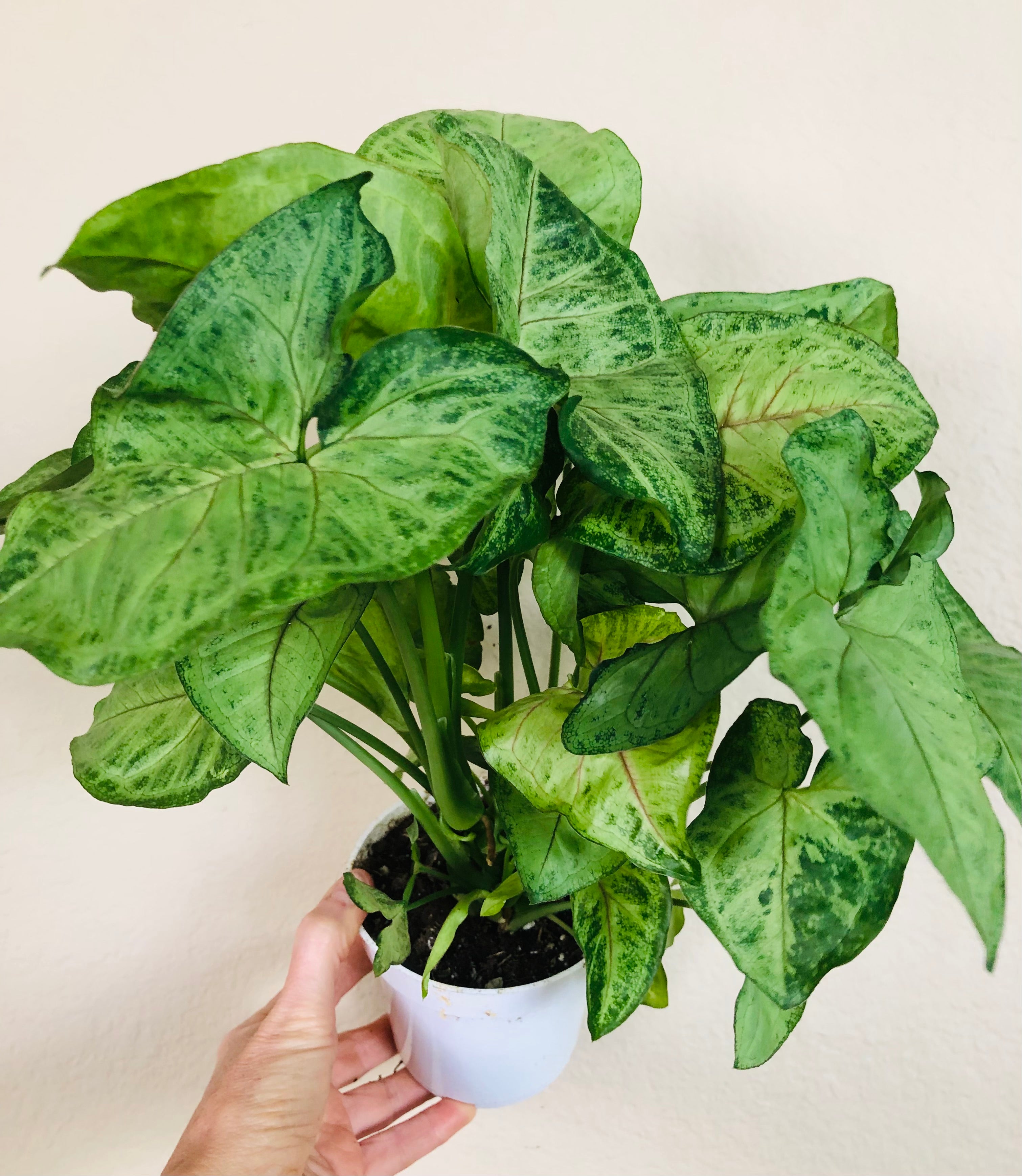 Syngonium 'Bob Allusion'