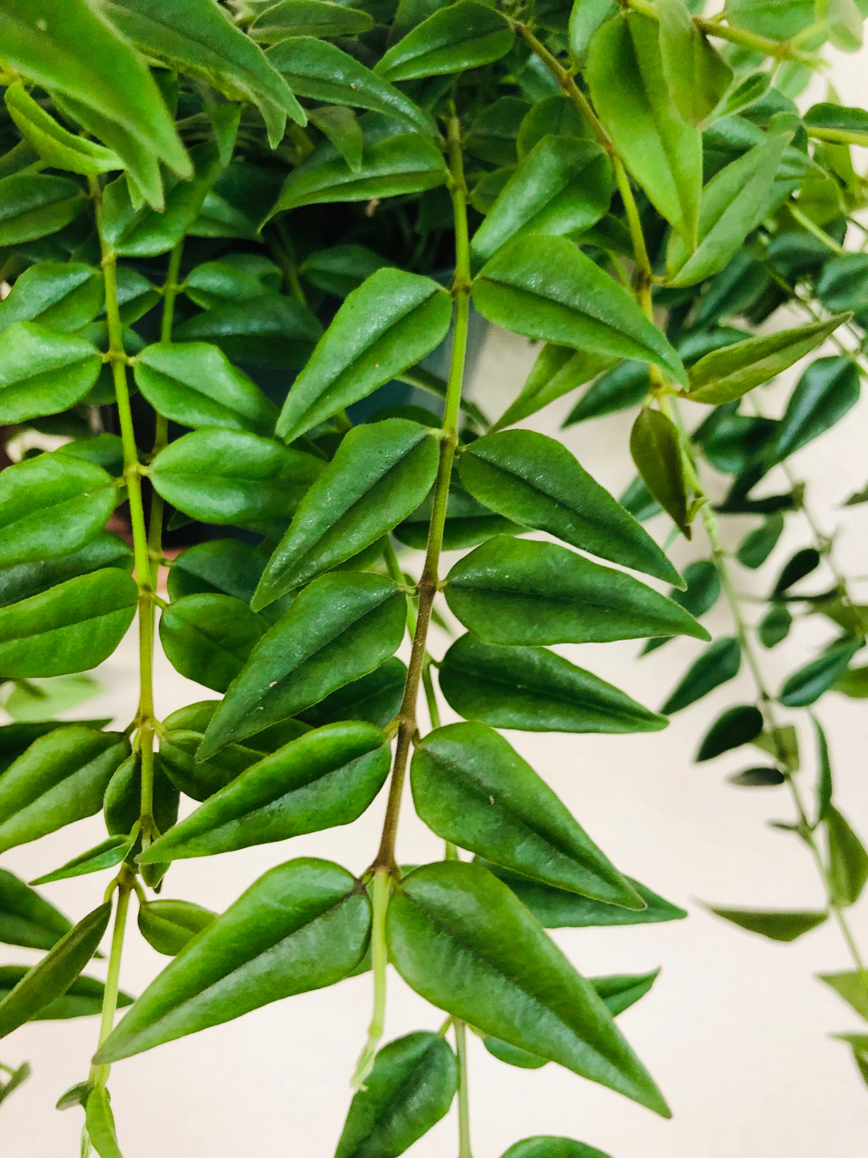 Hoya Bella